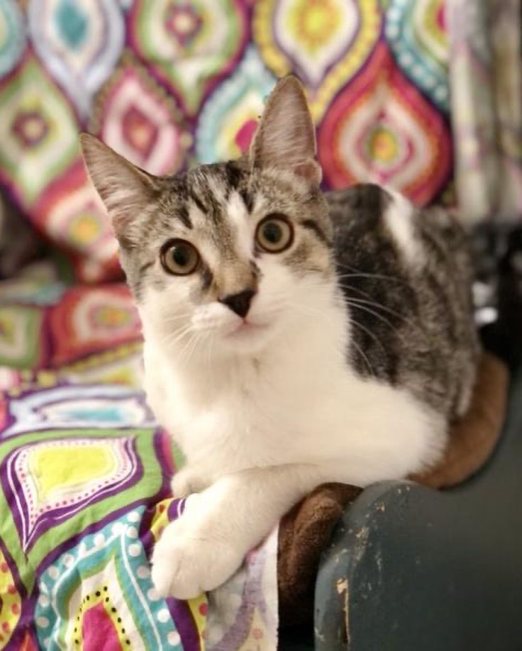 Juno is super agile, and can fly around the room at top speeds chasing toys. She is very soft and has the cutest dark nose and speckled belly. She is also very graceful and gentle, and loves to spend the morning looking out the window.