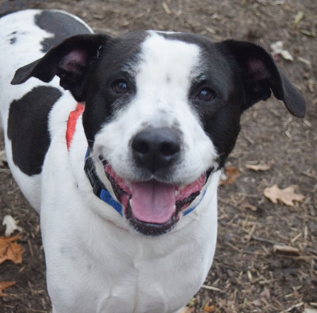 What has Eli smiling? It is because you can help rescues like him at NO COST to you this Black Friday and Cyber Monday by signing up for Amazon Smile!

Amazon Smile is a free service that donates a portion of your Amazon purchases to a charity of your choice. 

Signing up is easy:
Just visit smile.amazon.com, sign in with your Amazon account, type in Macomb County Humane Society, and hit select! You can also sign up via the mobile app under the settings tab.

That's it! Now you're saving lives!