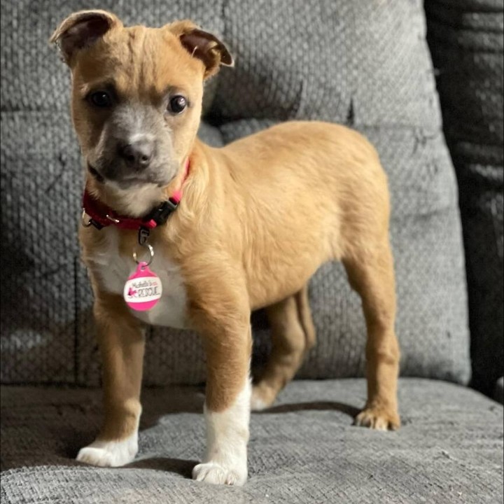 My name is Puddin. I am a three month old female mix pup that loves to play! My foster family lets me have tons of playtime with kids of all ages. I like other dogs but have not been introduced to cats yet (foster does not have cats). I know the command to sit and come. I am working on walking on a leash. I have a bad eye and I can’t see out of it but it does not hurt or slow me down. I am working on potty training and still have a few mistakes but getting better everyday. I love to cuddle up on your lap and follow you around everywhere you go. Be sure to visit our website to complete your application for pre-approval. https://michelesrescue.com/ 
.
.
<a target='_blank' href='https://www.instagram.com/explore/tags/michelesrescue/'>#michelesrescue</a> <a target='_blank' href='https://www.instagram.com/explore/tags/michelesrescuepawz/'>#michelesrescuepawz</a> <a target='_blank' href='https://www.instagram.com/explore/tags/michelesrescueonfacebook/'>#michelesrescueonfacebook</a> <a target='_blank' href='https://www.instagram.com/explore/tags/michelesrescueoninstgram/'>#michelesrescueoninstgram</a> <a target='_blank' href='https://www.instagram.com/explore/tags/michelesrescueoffacebook/'>#michelesrescueoffacebook</a> <a target='_blank' href='https://www.instagram.com/explore/tags/michelesrescueofinstgram/'>#michelesrescueofinstgram</a> <a target='_blank' href='https://www.instagram.com/explore/tags/beahero/'>#beahero</a> <a target='_blank' href='https://www.instagram.com/explore/tags/spayandneuter/'>#spayandneuter</a> <a target='_blank' href='https://www.instagram.com/explore/tags/pinkpawz/'>#pinkpawz</a> <a target='_blank' href='https://www.instagram.com/explore/tags/blackpawz/'>#blackpawz</a> <a target='_blank' href='https://www.instagram.com/explore/tags/whitepawz/'>#whitepawz</a> <a target='_blank' href='https://www.instagram.com/explore/tags/adoptdontshop/'>#adoptdontshop</a>