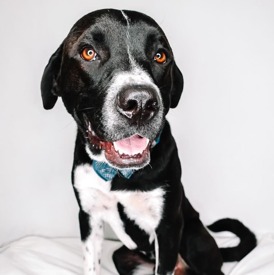 RETURN
Pretty brown eyes…Meet Travis! 😍

Travis is an angel, a complete gentleman! He may be large, but he is so calm. He never jumps on anyone and waits patiently for pets! However, he needs to have other dogs in the home- he loves being a part of a pack! He is completely housebroken, and will sleep in the crate, but he would prefer being closer to his people. He’s learning basic commands and has mastered leave it, stay and sit! He also loves children and has shown zero signs of aggression! Travis is a laid back dog, he doesn’t need a lot of activity, and he seems to like frequent naps! This boy is exactly what you’ve been looking for! ❣️
Age: 15 months
Estimated breed: Setter mix

My story: Hi, I’m Travis! I was recently returned! I am such a sweet guy. I love to play with other dogs! I dream of having furry friends in my forever home! I’m patient, calm, and kind. I am so excited to meet my forever person! Come get me! 😋

Travis is sleepover eligible! Apply at puppyhavenrescue.com/adopt/!