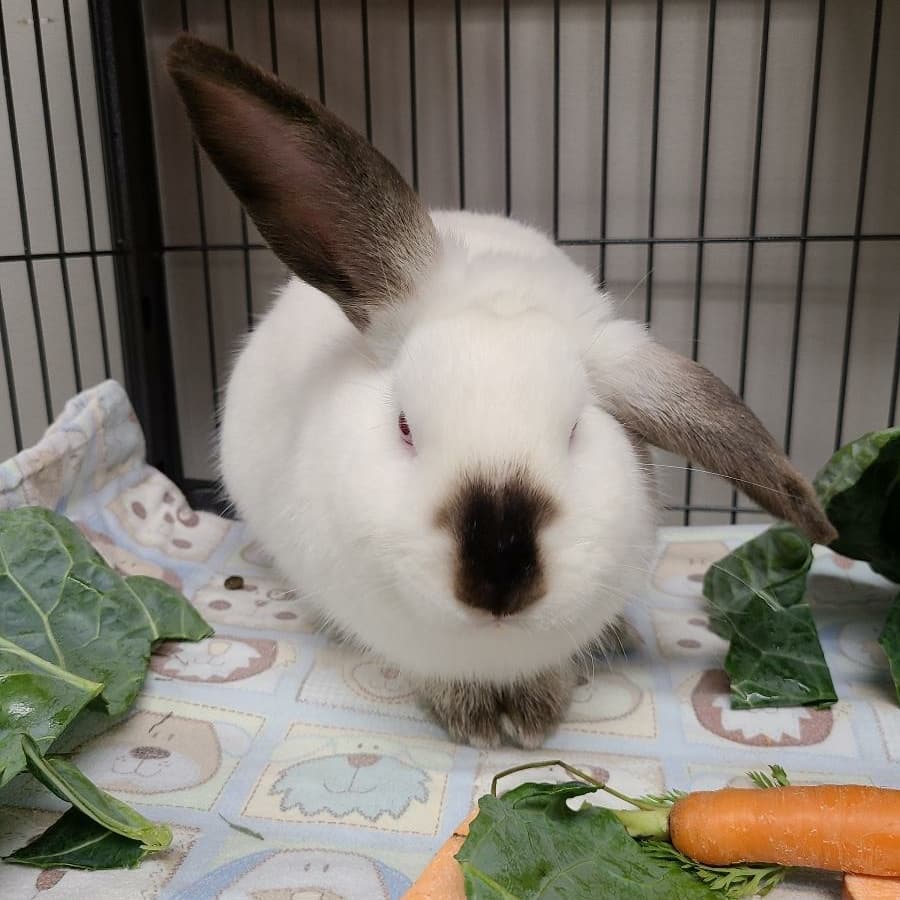 Did you know the Norfolk SPCA is also a temporary home for small mammals searching for their perfect match? 🐰

We currently have a variety of adoptable rabbits to choose from! Rabbits are extremely intelligent, social animals who show affection just like the dogs and cats you may already share your homes with. 

Swipe ⬅️ for photos of some of our current adoptables enjoying some fresh vegetables! 🥕🥬🍠