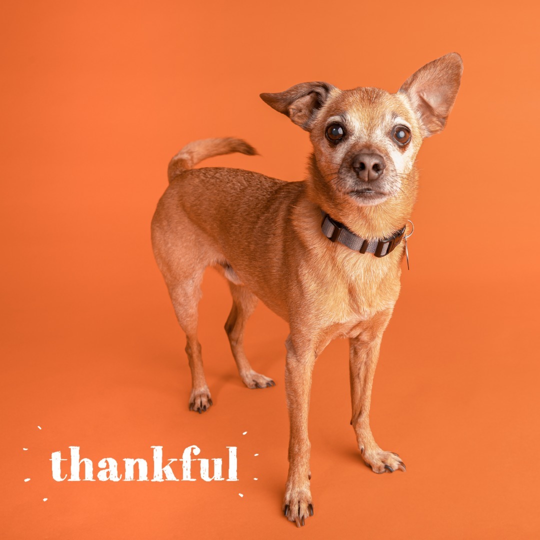 From your friends at Pasadena Humane, we want to say thank you for your commitment to animals in need. It is because of your support that we are able to continue our lifesaving work. We're incredibly grateful to have you as part of our Pasadena Humane family. Wishing you and yours a safe and Happy Thanksgiving!