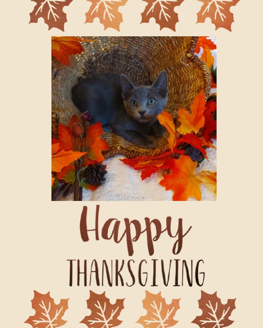 www.animalhouseshelter.com

🦃 HAPPY THANKSGIVING!! 🦃 

We are so thankful to have such an amazing support system.  Without our staff, volunteers, fosters, adopters, and continued donations we wouldn’t be able to save so many lives.  We thank you from the bottom of our hearts for your compassion and support!
.
.
. 
Volunteer here: https://www.animalhouseshelter.com/volunteer/
Donate here: https://www.animalhouseshelter.com/donate-now/
How to Foster: https://www.animalhouseshelter.com/foster/
Application to Adopt: https://www.animalhouseshelter.com/adoption-application/
How to Adopt: https://www.animalhouseshelter.com/adopt/
Adoptable Dogs: https://www.animalhouseshelter.com/dogs/
Adoptable Cats: https://www.animalhouseshelter.com/cats/
Volunteering: https://www.animalhouseshelter.com/volunteer/
Amazon wish list: https://www.amazon.com/.../3NLUPIBFE.../ref=cm_wl_rlist_go_o
?
Wishlist: https://www.animalhouseshelter.com/wish-list/
<a target='_blank' href='https://www.instagram.com/explore/tags/loveisrescued/'>#loveisrescued</a> <a target='_blank' href='https://www.instagram.com/explore/tags/adoptdontshop/'>#adoptdontshop</a>
<a target='_blank' href='https://www.instagram.com/explore/tags/adoptme/'>#adoptme</a> <a target='_blank' href='https://www.instagram.com/explore/tags/animalhouseshelterhuntley/'>#animalhouseshelterhuntley</a> <a target='_blank' href='https://www.instagram.com/explore/tags/huntleyanimalshelter/'>#huntleyanimalshelter</a>
<a target='_blank' href='https://www.instagram.com/explore/tags/animalrescue/'>#animalrescue</a> <a target='_blank' href='https://www.instagram.com/explore/tags/adoptabledogs/'>#adoptabledogs</a> <a target='_blank' href='https://www.instagram.com/explore/tags/rescue/'>#rescue</a> <a target='_blank' href='https://www.instagram.com/explore/tags/dogs/'>#dogs</a> <a target='_blank' href='https://www.instagram.com/explore/tags/cats/'>#cats</a> <a target='_blank' href='https://www.instagram.com/explore/tags/nokill/'>#nokill</a> <a target='_blank' href='https://www.instagram.com/explore/tags/charity/'>#charity</a> <a target='_blank' href='https://www.instagram.com/explore/tags/nonprofit/'>#nonprofit</a> <a target='_blank' href='https://www.instagram.com/explore/tags/animalshelter/'>#animalshelter</a> <a target='_blank' href='https://www.instagram.com/explore/tags/shelter/'>#shelter</a> <a target='_blank' href='https://www.instagram.com/explore/tags/animals/'>#animals</a> <a target='_blank' href='https://www.instagram.com/explore/tags/adopt/'>#adopt</a> <a target='_blank' href='https://www.instagram.com/explore/tags/foster/'>#foster</a> <a target='_blank' href='https://www.instagram.com/explore/tags/volunteer/'>#volunteer</a> <a target='_blank' href='https://www.instagram.com/explore/tags/donate/'>#donate</a> <a target='_blank' href='https://www.instagram.com/explore/tags/fundraiser/'>#fundraiser</a> <a target='_blank' href='https://www.instagram.com/explore/tags/event/'>#event</a> <a target='_blank' href='https://www.instagram.com/explore/tags/fundraising/'>#fundraising</a> <a target='_blank' href='https://www.instagram.com/explore/tags/donations/'>#donations</a> <a target='_blank' href='https://www.instagram.com/explore/tags/savealife/'>#savealife</a> <a target='_blank' href='https://www.instagram.com/explore/tags/humanesociety/'>#humanesociety</a> <a target='_blank' href='https://www.instagram.com/explore/tags/homeless/'>#homeless</a>