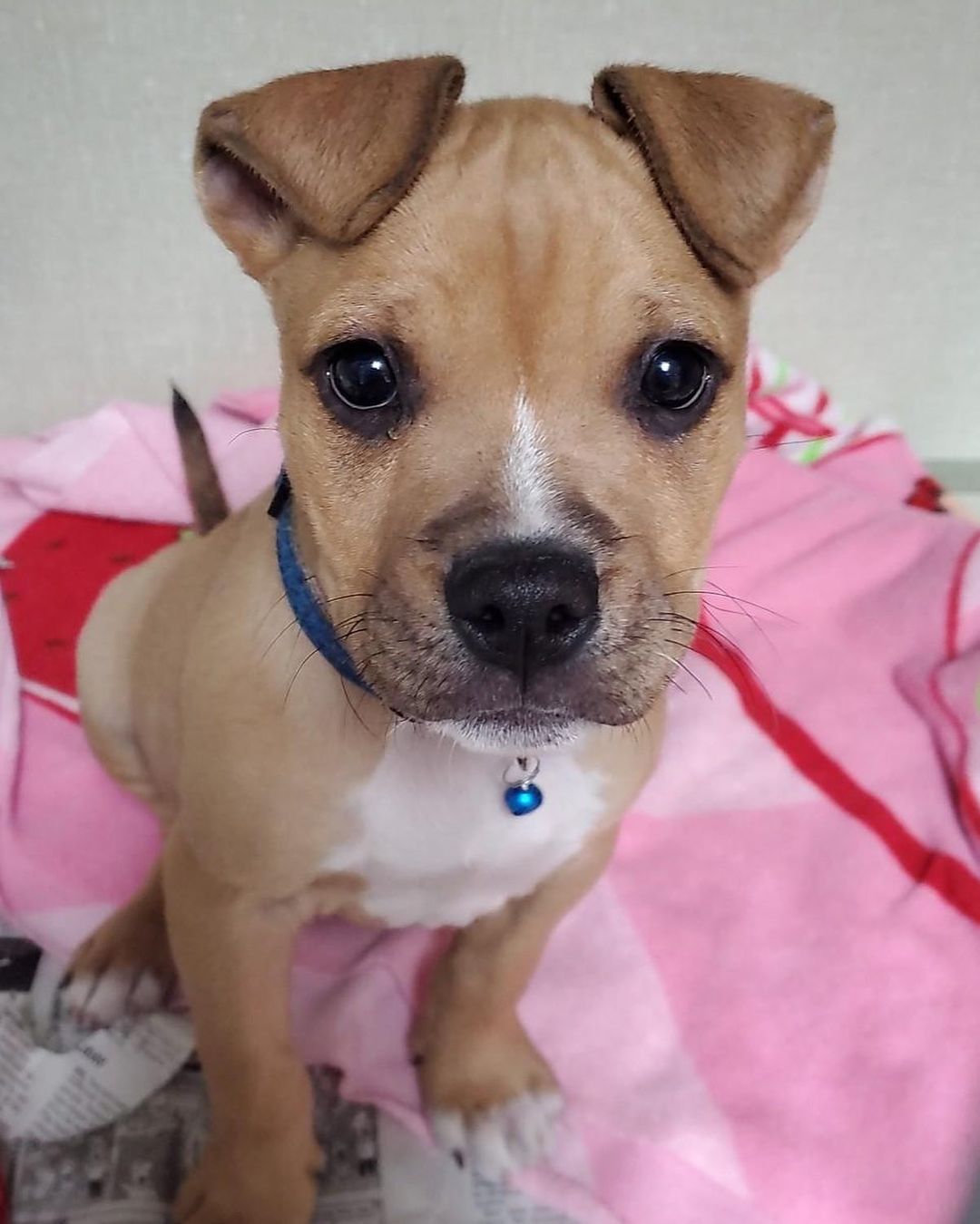 Our community partner Dr. Ramsay at Cottonwood Vet Clinic rescued a five week old precious pupparoo (I mean look at that face 🥰) after he was mauled by a dog. Doc put all of Tankers’ insides back where they should be, and he’s ready to find a new home - please contact her clinic directly (505) 753-3790 if interested in adopting Tankers!

<a target='_blank' href='https://www.instagram.com/explore/tags/adoptme/'>#adoptme</a> <a target='_blank' href='https://www.instagram.com/explore/tags/survivor/'>#survivor</a> <a target='_blank' href='https://www.instagram.com/explore/tags/cutenessoverload/'>#cutenessoverload</a> <a target='_blank' href='https://www.instagram.com/explore/tags/espanolahumane/'>#espanolahumane</a> <a target='_blank' href='https://www.instagram.com/explore/tags/cottonwood/'>#cottonwood</a> <a target='_blank' href='https://www.instagram.com/explore/tags/veterinarian/'>#veterinarian</a> <a target='_blank' href='https://www.instagram.com/explore/tags/vetclinic/'>#vetclinic</a> <a target='_blank' href='https://www.instagram.com/explore/tags/veterinarymedicine/'>#veterinarymedicine</a> <a target='_blank' href='https://www.instagram.com/explore/tags/adoptdontshop/'>#adoptdontshop</a> <a target='_blank' href='https://www.instagram.com/explore/tags/rescuedismyfavoritebreed/'>#rescuedismyfavoritebreed</a> <a target='_blank' href='https://www.instagram.com/explore/tags/puppiesofinstagram/'>#puppiesofinstagram</a> <a target='_blank' href='https://www.instagram.com/explore/tags/puppylove/'>#puppylove</a> <a target='_blank' href='https://www.instagram.com/explore/tags/thatface/'>#thatface</a> <a target='_blank' href='https://www.instagram.com/explore/tags/thatfacetho/'>#thatfacetho</a> <a target='_blank' href='https://www.instagram.com/explore/tags/cutiepatootie/'>#cutiepatootie</a> <a target='_blank' href='https://www.instagram.com/explore/tags/dogsofinstagram/'>#dogsofinstagram</a> <a target='_blank' href='https://www.instagram.com/explore/tags/rescuedogsofinstagram/'>#rescuedogsofinstagram</a> <a target='_blank' href='https://www.instagram.com/explore/tags/newmexico/'>#newmexico</a> <a target='_blank' href='https://www.instagram.com/explore/tags/newmexicotrue/'>#newmexicotrue</a> <a target='_blank' href='https://www.instagram.com/explore/tags/espa/'>#espa</a>ñola <a target='_blank' href='https://www.instagram.com/explore/tags/taos/'>#taos</a> <a target='_blank' href='https://www.instagram.com/explore/tags/losalamos/'>#losalamos</a> <a target='_blank' href='https://www.instagram.com/explore/tags/albuquerque/'>#albuquerque</a> <a target='_blank' href='https://www.instagram.com/explore/tags/riorancho/'>#riorancho</a> <a target='_blank' href='https://www.instagram.com/explore/tags/abiquiu/'>#abiquiu</a> <a target='_blank' href='https://www.instagram.com/explore/tags/ojocaliente/'>#ojocaliente</a> <a target='_blank' href='https://www.instagram.com/explore/tags/pecos/'>#pecos</a> <a target='_blank' href='https://www.instagram.com/explore/tags/snugglebug/'>#snugglebug</a> <a target='_blank' href='https://www.instagram.com/explore/tags/squishy/'>#squishy</a> <a target='_blank' href='https://www.instagram.com/explore/tags/squishyfacecrew/'>#squishyfacecrew</a>