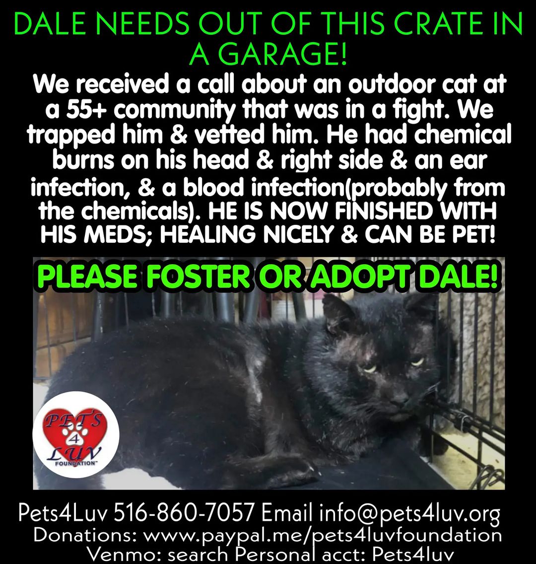 Please FOSTER OR ADOPT DALE! CONTACT: PETS4LUV (Long Island NY) 516-860-7057 Email info@pets4luv.org  DONATE:  PAYPAL:  www.paypal.me/pets4luvfoundation  VENMO: search Personal acct: Pets4luv (David Bernacchi)  PERSONAL CHECK: message or email us for a mailing address. Online Adoption Application: https://petstablished.com/adoption_form/25146/generic Online Foster Application: https://petstablished.com/foster_form/25162/generic <a target='_blank' href='https://www.instagram.com/explore/tags/pets4luvfoundation/'>#pets4luvfoundation</a> <a target='_blank' href='https://www.instagram.com/explore/tags/catsofinstagram/'>#catsofinstagram</a> <a target='_blank' href='https://www.instagram.com/explore/tags/Dale/'>#Dale</a> <a target='_blank' href='https://www.instagram.com/explore/tags/fosteringsaveslives/'>#fosteringsaveslives</a> <a target='_blank' href='https://www.instagram.com/explore/tags/adoptdontshop/'>#adoptdontshop</a>