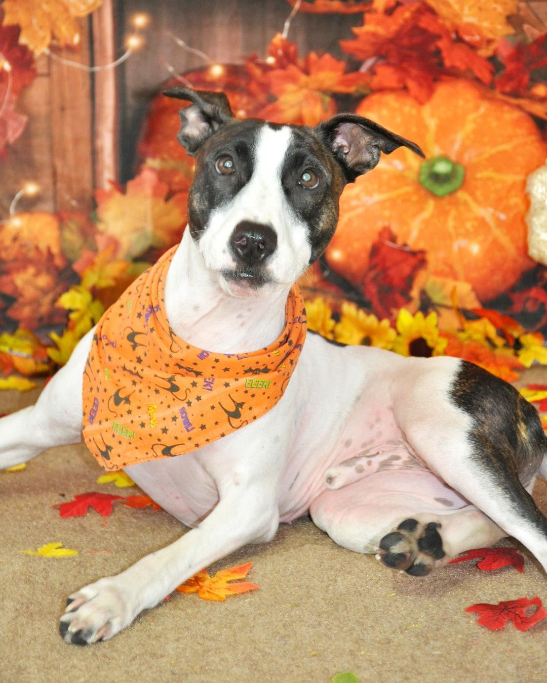 Happy Thanksgiving!🍁🐶🙏
These wagging tails would love to break bread with a family around the table. To adopt a pet, visit abandonedpetrescue.org

Thank you Cheryl D Photography for the beautiful photos of our adoptable dogs. 

<a target='_blank' href='https://www.instagram.com/explore/tags/loveisguaranteed/'>#loveisguaranteed</a> <a target='_blank' href='https://www.instagram.com/explore/tags/adopt/'>#adopt</a> <a target='_blank' href='https://www.instagram.com/explore/tags/homefortheholidays/'>#homefortheholidays</a> <a target='_blank' href='https://www.instagram.com/explore/tags/abandonedpetrescue/'>#abandonedpetrescue</a> <a target='_blank' href='https://www.instagram.com/explore/tags/animalrescue/'>#animalrescue</a>