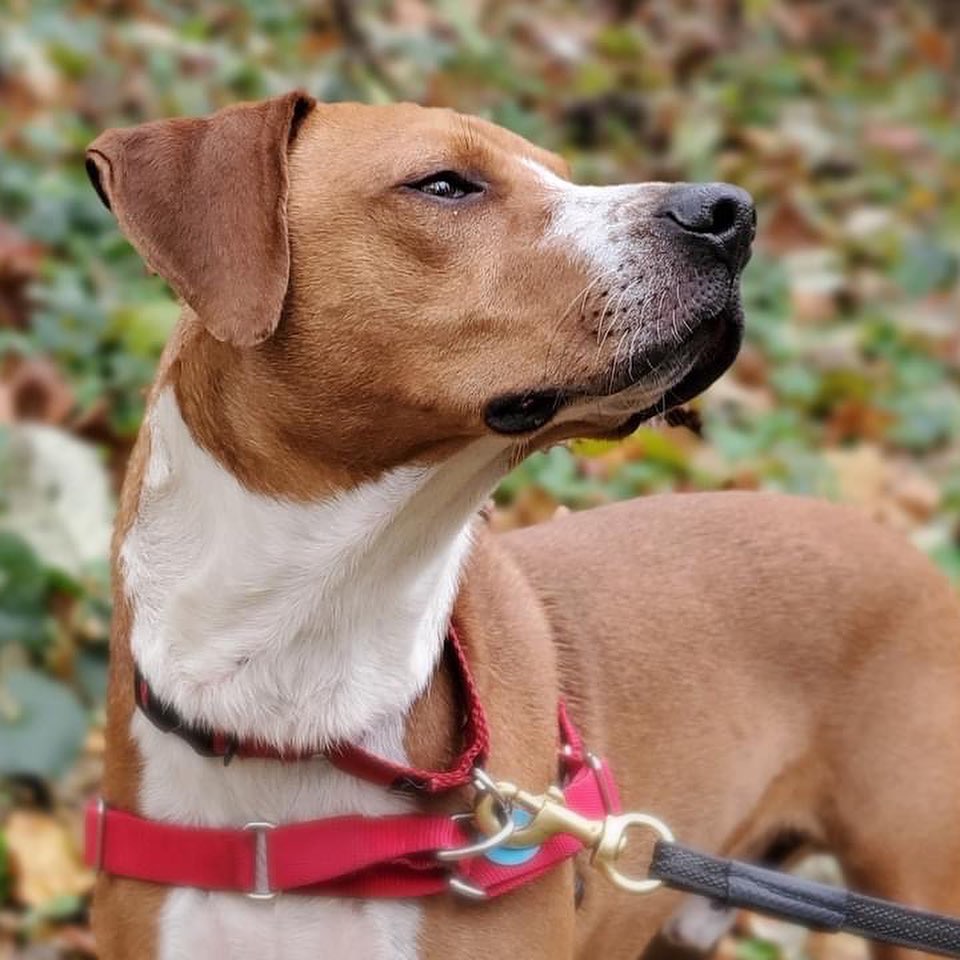 Sweet Potato went on the best adventure this morning! Despite a bit of a chill in the air, he was happy to hit the trails with one of our volunteers. She reports that Sweet Potato was a star on the leash and loved exploring the river banks - so many good smells!

Sweet Potato is part of our “Adopt a Cat - We Will Bake You A Pie” promotion (we know he’s a dog, we just really love this goofy boy and want him to find a home for Thanksgiving) so come meet him today! His adoption fee is waived through 11/23 AND we will bake you a delicious pie to enjoy if you adopt him. 

We are open for adoptions 11am-6pm, learn more about our available animals and adoption process on our website, link in bio!
<a target='_blank' href='https://www.instagram.com/explore/tags/adopt/'>#adopt</a> <a target='_blank' href='https://www.instagram.com/explore/tags/shelterpets/'>#shelterpets</a> <a target='_blank' href='https://www.instagram.com/explore/tags/loudouncounty/'>#loudouncounty</a> <a target='_blank' href='https://www.instagram.com/explore/tags/loudounlovesanimals/'>#loudounlovesanimals</a>