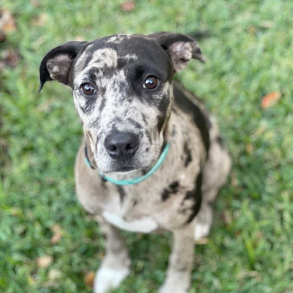 Meet Khalua! 

Khalua is the most amazing Merle Catahoula mix. She has the best personality and a lot of energy. She is one year and about 28 pounds. She thinks she is a puppy and loves to get in her human's lap and we have not heard her bark. She loves to play with others and will be amazing in any loving home. She was abandoned on a country road with a beautiful Husky named Kristian. She would love daily walks and play dates if she does not have a sibling. Someone is going to be very lucky to get her!

To set up a meet and greet or inquire about a dog, please first fill out an application at https://savinghoperescue.org/adopt. It doesn't obligate you, but it is the first step. We don't get to all of the inquiries but respond to all applications. Thank you for choosing to rescue!