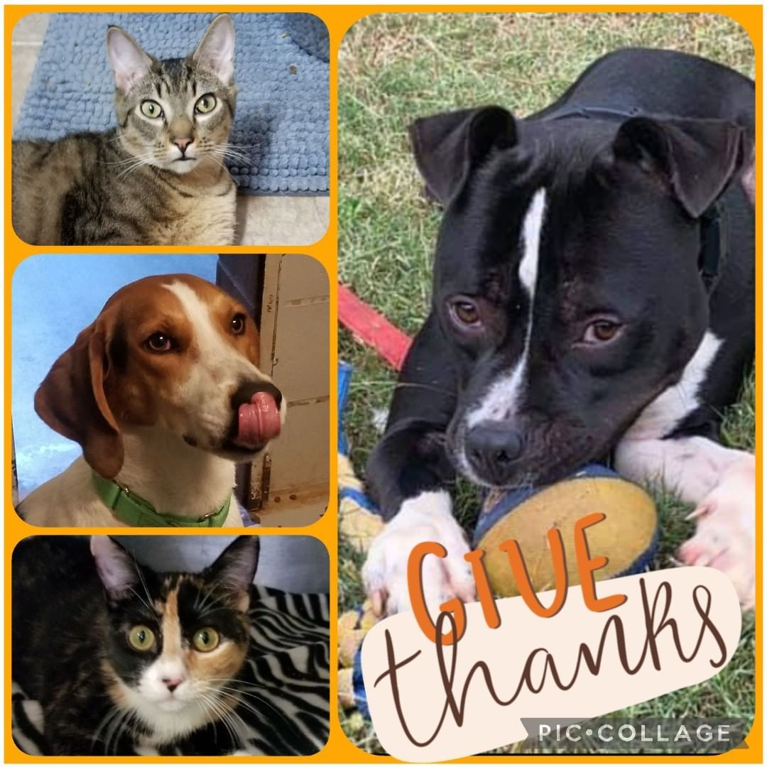 Happy Thanksgiving from all of us at the Humane Society of Harris County...We are thankful for all of our volunteers, fosters and all adoptions that have happened! Looking forward to finding some more wonderful forever homes🐾❤🐈🐕 <a target='_blank' href='https://www.instagram.com/explore/tags/Thankgiving/'>#Thankgiving</a> <a target='_blank' href='https://www.instagram.com/explore/tags/fosteringsaveslives/'>#fosteringsaveslives</a> <a target='_blank' href='https://www.instagram.com/explore/tags/adoptionsaveslives/'>#adoptionsaveslives</a>