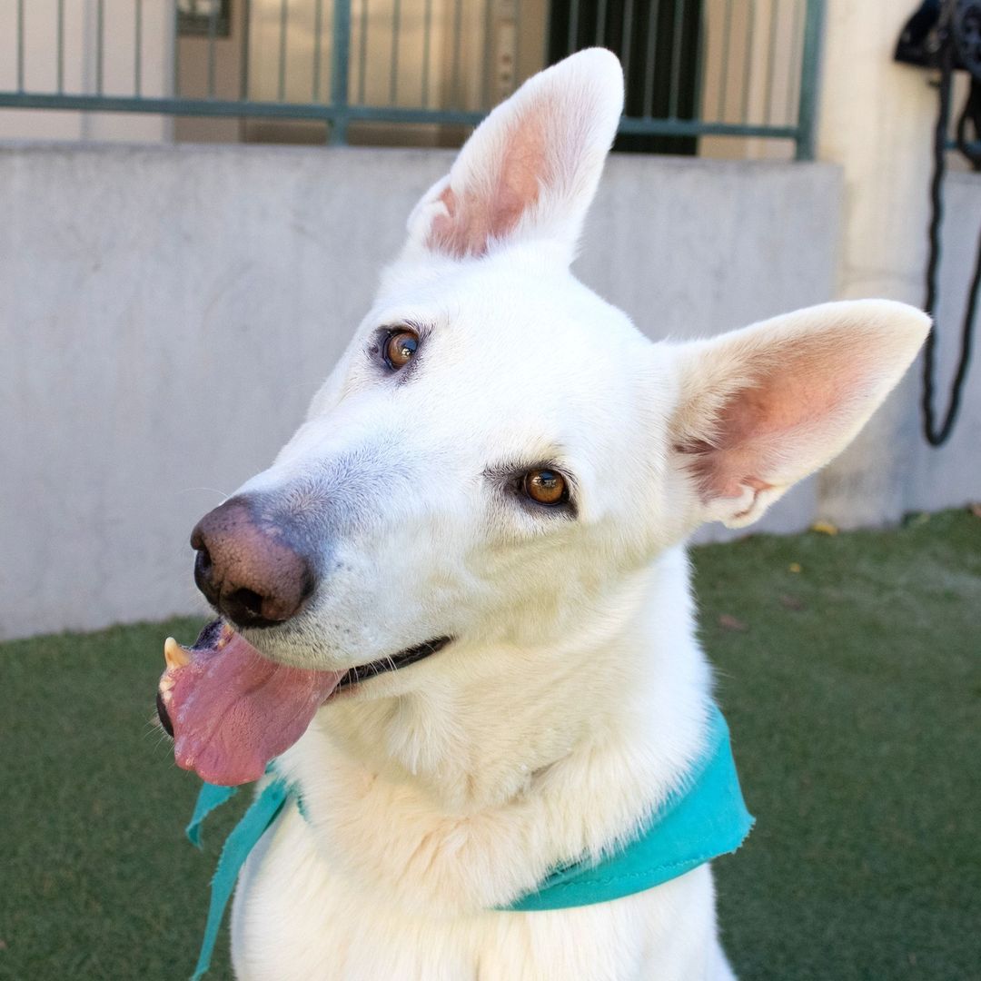 WOW! Santos is a MASTER of the adorable head tilt!