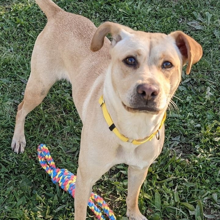 I am thankful for my friends and my toys! I am also thankful for the amazing volunteers and kennel staff at canine collective that play with me, feed me and give me lots of love.

Personally id love to find a forever home where I can run and play and make space so the shelter can save another dog like me!

Maybe I am a perfect fit for your family!! I am 36 lbs and only a year old. I love people of all ages including children and I love to play. It's so fun to run and chase toys. I do like treats too but toys are even better!

Hopefully this holiday season I'll find a  home with a family who loves to have fun and play with me!

- Sandy