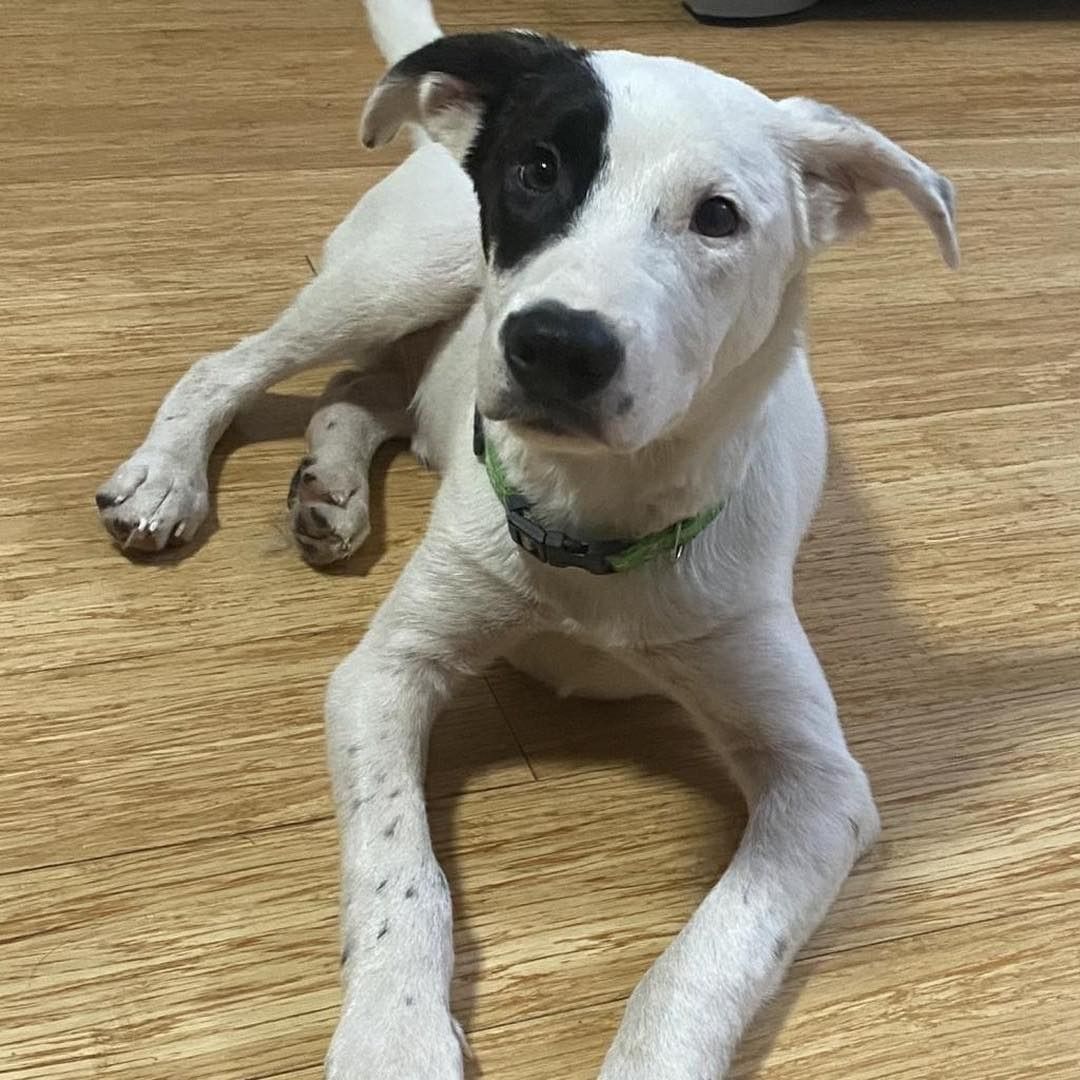 Petey is an active 5 1/2 month old pup who loves to play and would adore trips to the dog park! He is a lover of all things. Petey gets along great with kids and sleeps every night in the bed of his 10 year old foster sibling's room. He also does well with cats and other dogs. Petey is easy going and doesn't mind the chaos of his foster family. He loves being a part of the action, but when it's time to cuddle he's right next to you! Petey is looking for a furever family to have fun with, could it be you?

https://www.petfinder.com/dog/petey-53591253/mo/kansas-city/lucky-13-rescue-inc-mo689/

Petey is available to LOCAL (KC area) adopters only through our Foster to Adopt program. 

Adopt Petey at: https://www.shelterluv.com/matchme/adopt/LUCK/Dog or at www.lucky13rescue.org.