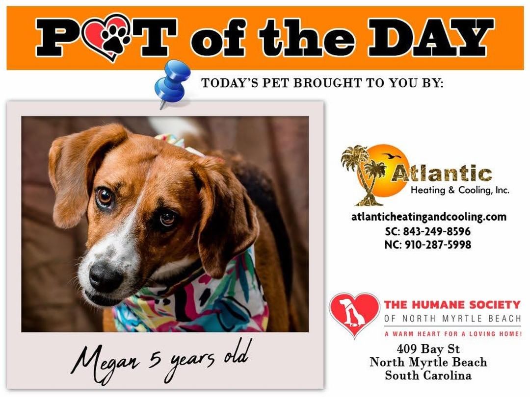 Today’s featured <a target='_blank' href='https://www.instagram.com/explore/tags/PetOfTheDay/'>#PetOfTheDay</a> is Megan! Her adoption fee is being sponsored today by @atlanticheatingandcooling. Megan is a lovable lazy hound dog. While she enjoys rolling around in the grass, she likes to spend most of her day sprawled out on her bed. She is affectionate and would be content be doted upon all day. Megan enjoys the comfort of humans so much, she tends to have separation anxiety and be a bit of an escape artist when left alone. Megan is looking for a low-key home where she can spend most of her time relaxing on a couch.