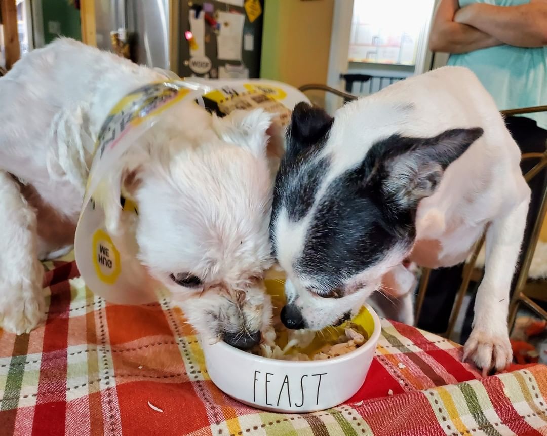 Happy Thanksgiving 🦃 The pups enjoyed a turkey feast prepared and served by the volunteers!