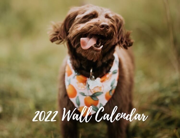 ⭐️ Cause for Canines 2022 Calendar ⭐️

🐶 Know someone that loves dogs? Get your Christmas shopping done early and order a 2022 Cause for Canines wall calendar!

⭐️ Shipping is free! 
⭐️ If you order 3 or more calendars, use code SAVEDOGS to save 10% on your order!

🐶 Link in our bio to order and support our rescue through your purchase!