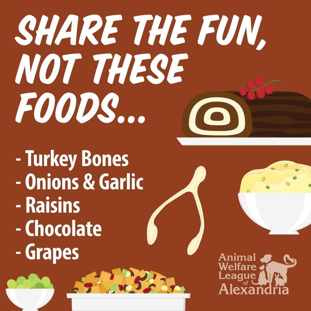 Help your pets have a a fun and safe Thanksgiving with these holiday tips! 

<a target='_blank' href='https://www.instagram.com/explore/tags/alexanimals/'>#alexanimals</a> <a target='_blank' href='https://www.instagram.com/explore/tags/thanksgiving/'>#thanksgiving</a> <a target='_blank' href='https://www.instagram.com/explore/tags/petsafety/'>#petsafety</a>