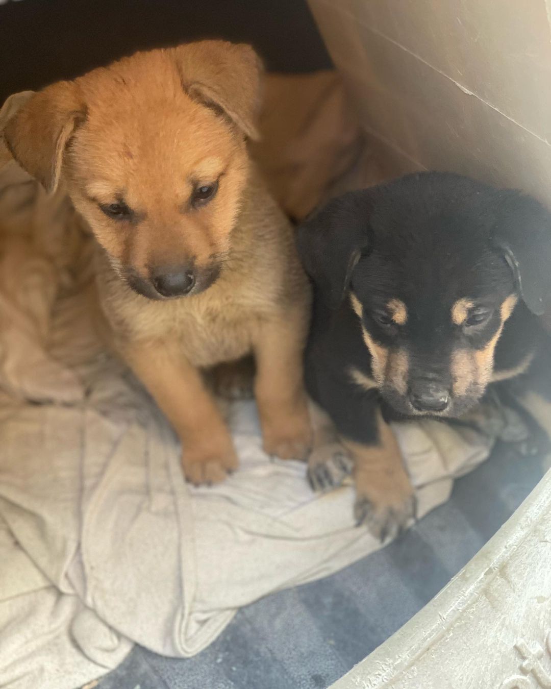 Harry, Ron, and Hermione are the survivors of the box puppies! They are stinkin' cute, and will be ready to go home December 4th. 

Ron is walking with a limp, but we are working with a vet to figure out what is going on and how to fix it, so his ideal situation would be a foster to adopt until he gets cleared by the vet.

These puppies are 10 weeks old, and based on their current size and growth rate we believe they are smaller breed pups.

If you are interested in adopting please fill out an application at www.kanesanimalrescue.com