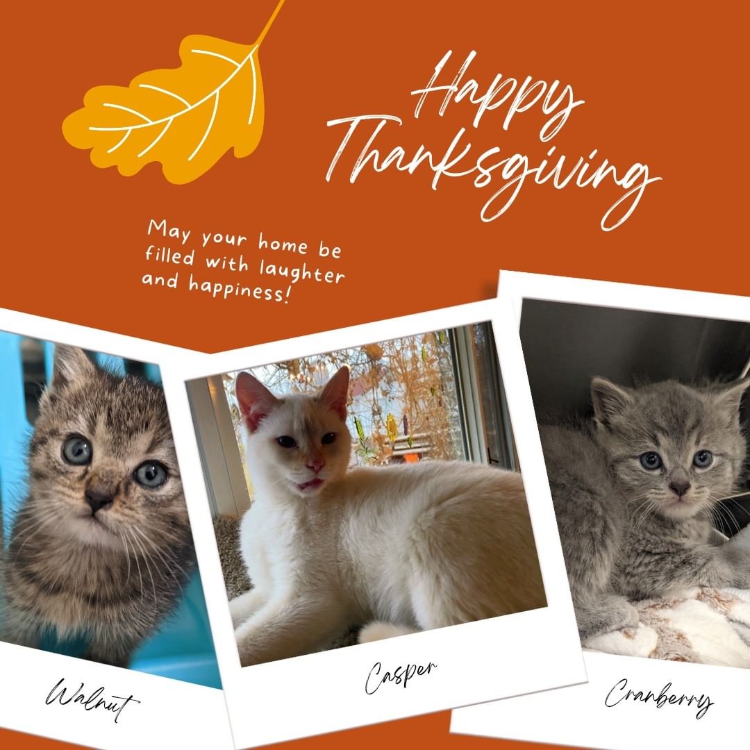 We hope that everyone has a wonderful Thanksgiving!

We have all been through so much this year but what we are most thankful for is that everyone took time to come together to help the cats and kittens of House of Misfits. Whether you have been a donor, a follower and sharer, a foster, a volunteer, or a part of our vet team, we are thankful for all of you. Without each and every one of you putting in the time, effort, and resources we would not have been able to save as many lives as we have. As we look to the holiday season we know that we will be faced with more animals that need help, but we know that with everyone by our sides we will be able to do some good. ❤️