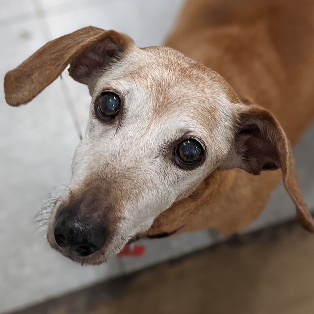 It's not easy being a dachshund during the fall. So much to smell and such little legs, but Bernie manages to get the job done! 
Bernie is looking for a new best friend who will shower him and only him with all of their love!

Schedule an appointment to meet this sweet senior at AlexandriaAnimals.org/Adopt-By-Appointment or with the link in our bio.

<a target='_blank' href='https://www.instagram.com/explore/tags/alexanimals/'>#alexanimals</a> <a target='_blank' href='https://www.instagram.com/explore/tags/adoptbernie/'>#adoptbernie</a> <a target='_blank' href='https://www.instagram.com/explore/tags/adoptaseniorpetmonth/'>#adoptaseniorpetmonth</a> <a target='_blank' href='https://www.instagram.com/explore/tags/dachshundsofinstagram/'>#dachshundsofinstagram</a>