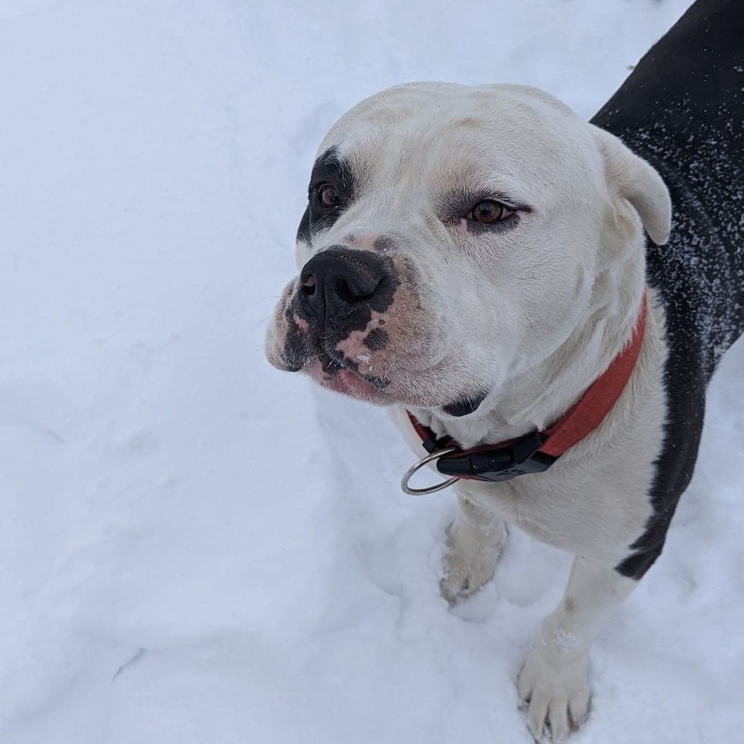 Meet Thor - Courtesy Listing

Just look at that sweet face!  Thor is searching for his new, forever home.  He is an 80lb male bulldog who is used to kids and likes other dogs.  He is a very sweet boy and is protective of his home and kids.  He likes to be inside most of the time but also needs a fenced in yard with a large fence.  He is best with another dog and does not like being alone.  Thor is neutered and up-to-date on vaccinations.  Would you like to give him a wonderful, new home?

Contact:  Caitlyn at caitlyn.reyeshoward@gmail.com or (719)334-6816

*Male
*American Bulldog
*Weight:  80 lbs

Thor is a courtesy listing only and is being offered for adoption by an individual.  NMAF has not evaluated him.

<a target='_blank' href='https://www.instagram.com/explore/tags/newmexicoanimalfriends/'>#newmexicoanimalfriends</a> <a target='_blank' href='https://www.instagram.com/explore/tags/adopt/'>#adopt</a> <a target='_blank' href='https://www.instagram.com/explore/tags/rescue/'>#rescue</a>