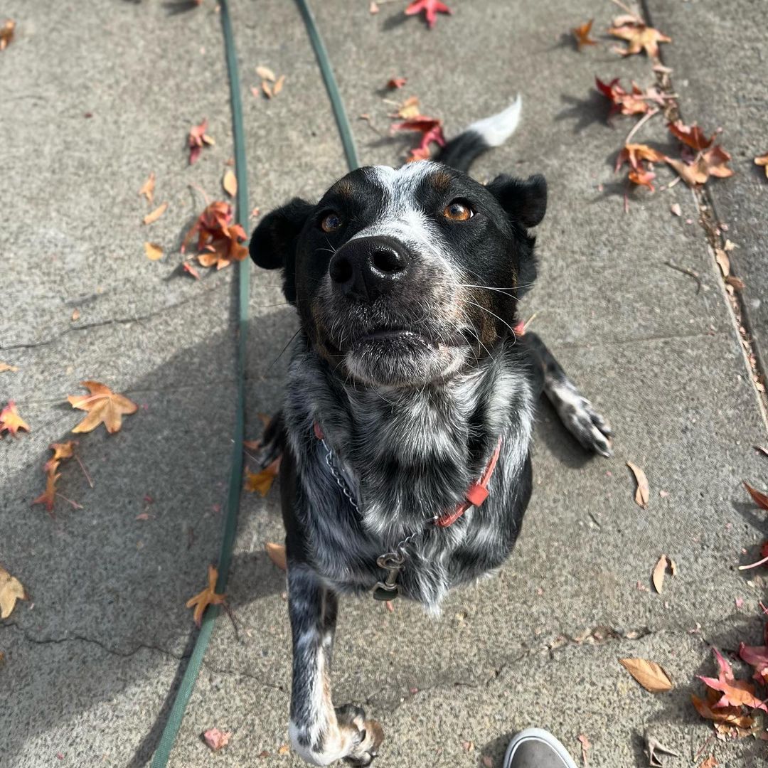 Edit: temp foster found! BUT Patrick is still looking for a forever home and available for adoption! Learn more through link in bio 🤍🤍🤍

Original post:
Temp Foster Needed!! Nov 25-30th for our boy Patrick!! Would do best in an adult only home. Has lived w other dogs & likes female dogs best. House and crate trained, wonderful leash walker. Anyone who is spending the holidays alone this year and looking for a friend to keep company email us at info@heartsforpawsrescue.com if you may be able to help! Food supplies provided — anywhere within Bay - Sac county area.