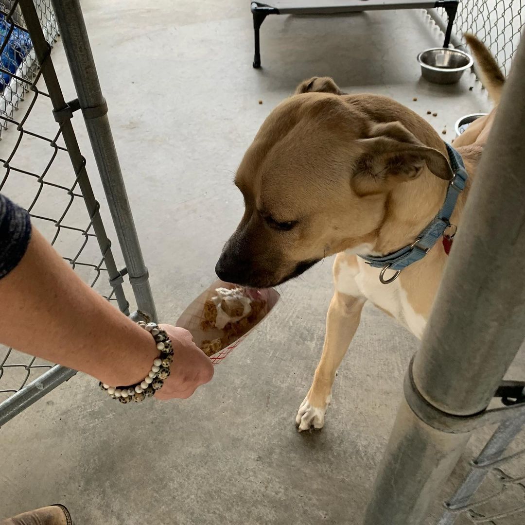 We hope everyone had a very Happy Thanksgiving! Our shelter animals enjoyed some very special treats today. And, they told us that they are grateful for every single person who helps give them a second chance. So, to all of our staff, volunteers, donors, and community supporters, we thank you!