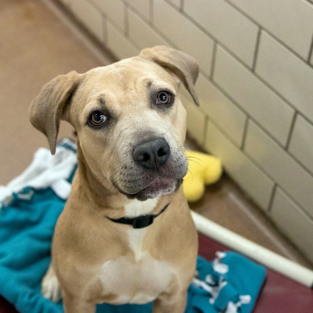 Will you save Ms. Hillary a spot at your Thanksgiving table? 🐶🍂

Picked up as a stray in Memphis, Ms. Hillary is an 8-month-old Pit Bull mix who's excited to experience her first Minnesota winter with a family — especially romps in this snow stuff she's heard about! ❄️

Like many young dogs, she's got energy to spare and enjoys playing Tug-of-War and fetch. Ms. Hillary has a soft side too, leaning on you to keep you close and taking treats ever-so-gently.

Meet fun-loving, sweet Ms. Hillary at our Golden Valley location! Learn more about her at the link in our bio.