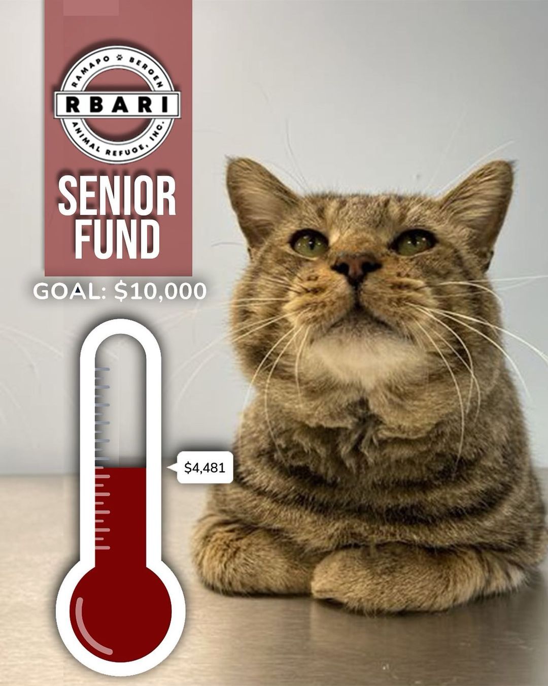 With just 1 week to go until Giving Tuesday, we are almost half-way to achieving our 10K Giving Tuesday Matching Challenge! 
 
Find out how to double your impact as our Senior Animal Care Fund saves more deserving senior cats like Earle HERE:  rbari.org/sacf
 
This Giving Tuesday, RBARI will be founding a Senior Animal Care Fund to support homeless seniors in desperate need of rescue.  Cats like Earle will be the direct beneficiaries of this much needed fund.  Earle showed up in the yard of a Good Samaritan, exhausted and begging for help.  Earle was tired of living on the streets, fighting for his food and desperate for emergency medical care, his body covered in lesions and scars.  This sweet guy with adorably big cheeks just wants to be doted on and spoiled after living a lifetime of neglect.  Earle is extremely affectionate and docile.  He is a chatty guy who enjoys the company of other cats.  He lives in a free roaming room with 10 other cats and enjoys the company of his roommates, but is searching for a family of his own.  Earle now has a second chance to live his best life and is seeking a loving home for the holidays. 
 
This is the chance that our Senior Animal Care Fund can give to homeless, neglected senior dogs and cats in desperate need of medical care and rescue relief.  And, even more exciting – a generous donor has offered a $10,000 matching gift to establish the fund! 
 
Giving Tuesday, the international day of kindness, is Tuesday, November 30th. Your generosity will go twice as far this holiday season, as your gift on or before November 30th will help lay the groundwork for RBARI’s Senior Animal Care Fund AND be matched up to 10K. That’s right, you have the wonderful opportunity to double your impact as you transform the lives of homeless senior dogs and cats!  Give today and have your gift counted (twice!), as you help save more deserving seniors like Earle! 
 
 
To find out more about adopting Earle, please visit RBARI.org