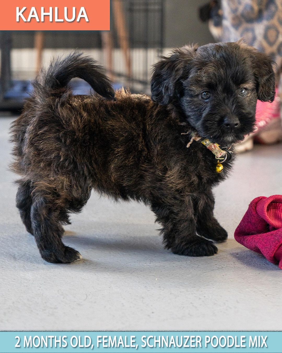 🚨 FLOOF ALERT! ⚠️
🚨 Applications closed for these pups! 🚨

Schnauzer poodle pups 😍

These 3 puppies are the babies of Hennessy (pictured last- who is the sweetest mama ever! She’s great on leash and friendly as ever!) 🥰

When applying to adopt these puppies, make sure that your application is detailed and complete and that you send photos and videos of your home so we can determine you are the best fit for the puppy’s life. 🧡

☕️ KAHLUA - 8 week old, Female, schnauzer poodle mix. 

🥛 BAILEY - 8 week old, Female, schnauzer poodle mix. 

👨🏼‍✈️ MORGAN - 8 week old, Male, schnauzer poodle mix.

These puppies were rescued at about 5 weeks old, so will be with their foster families until they are 8 weeks old/ready to go home. 

Come meet their mom Hennessy who’s a 1 Year Old, Female, Shnauzer Poodle. She is still recovering from having babies so will need to be spayed in a few months, and we will provide a voucher to get that done at our vet clinic. 🥰

All the puppies saw our vet yesterday are healthy and cute as ever! 🥰

Apply now by visiting our website:

📮 WagmorPets.org/Adoption

🧡🧡🧡

🐶 <a target='_blank' href='https://www.instagram.com/explore/tags/weeklyfluff/'>#weeklyfluff</a> <a target='_blank' href='https://www.instagram.com/explore/tags/puppiesforall/'>#puppiesforall</a> <a target='_blank' href='https://www.instagram.com/explore/tags/floofydog/'>#floofydog</a> <a target='_blank' href='https://www.instagram.com/explore/tags/poodlepuppies/'>#poodlepuppies</a> <a target='_blank' href='https://www.instagram.com/explore/tags/puppiesofinstagram/'>#puppiesofinstagram</a> <a target='_blank' href='https://www.instagram.com/explore/tags/wagmorpets/'>#wagmorpets</a> 🐶