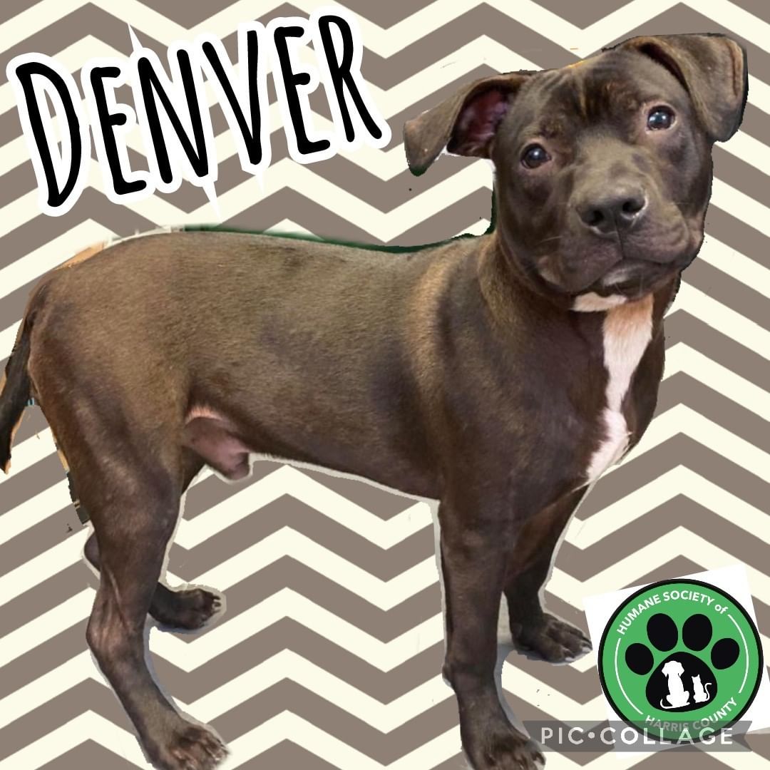 Hi! I'm Denver...Come see me TODAY at Petsmart starting at 11 in Columbus Ga.  I am a happy boy eager to learn new things but most of all I am ready to be your best friend!! Come on by I'm worth it! 🐾❤🏡www.hsharrisco.org <a target='_blank' href='https://www.instagram.com/explore/tags/petsmart/'>#petsmart</a> <a target='_blank' href='https://www.instagram.com/explore/tags/adoptme/'>#adoptme</a> <a target='_blank' href='https://www.instagram.com/explore/tags/rescuedog/'>#rescuedog</a>