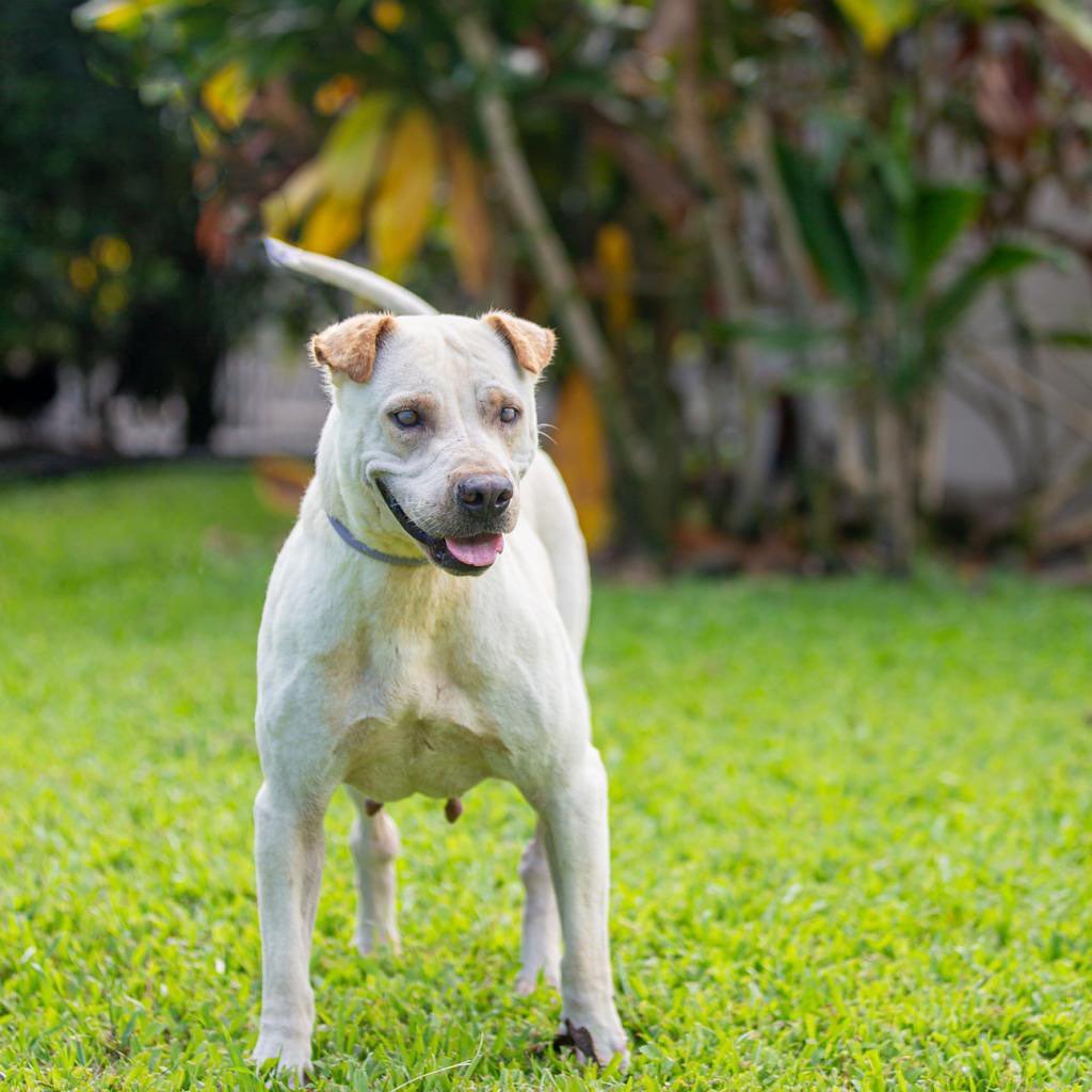 Hi friends! 👋🏼 Stop scrolling!You need to meet this girl.

Squishy, sweet Dumplin’ has been living that shelter life since she was first picked up as a stray by animal control back in September. She joined us a month ago, and ever since, has been patiently waiting for a home (foster or forever!)
🥟

Dumplin’ was recently treated for heartworm disease and we would REALLY REALLY REALLY love to find a foster home where she can rest, relax, and recover. The post-treatment care for heartworm disease requires low activity for 6 weeks. Life in the shelter can be pretty chaotic and it’s important for the health and well being of dogs recovering from heartworm treatment, that they get away from the activity and noise. Dumplin’s ideal foster home would include cozy beds for lots of napping, lounging, snoozing, chillaxin… you get the picture :) 

Dumplin’ is a sugary sweet lady (if she really was a dumplin’, it would definitely be the dessert kind! 🧁🍩) who loves love and affection. Do you have a space in your heart and in your home for this girl?

✨To foster Dumplin, please email Meagan at placement@hihs.org 

Fostering is a rewarding experience and an incredible way to help save lives. By fostering Dumplin, not only will you make a difference in her life (and give her a comfy spot to recovery!), but you’ll also open up a kennel in our shelter for us to help another animal in need.

<a target='_blank' href='https://www.instagram.com/explore/tags/fosteringsaveslives/'>#fosteringsaveslives</a>