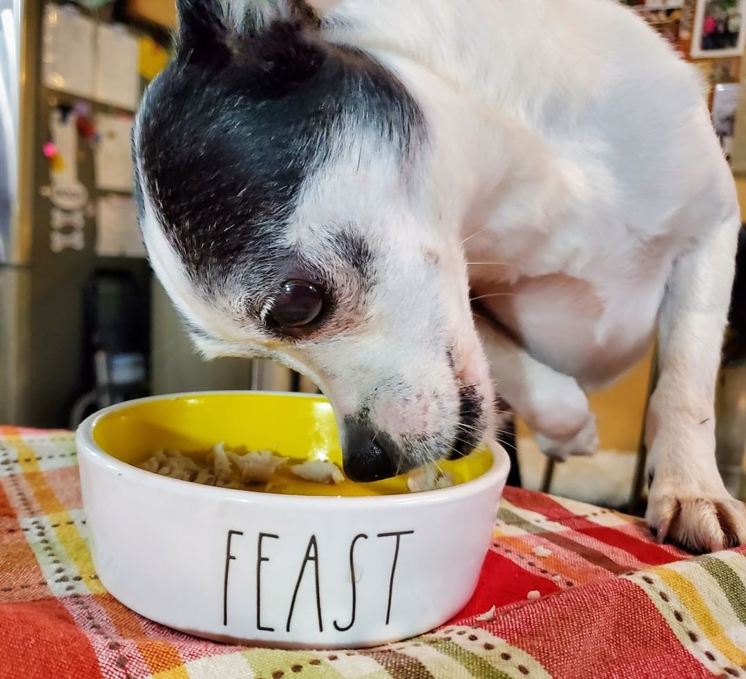 Happy Thanksgiving 🦃 The pups enjoyed a turkey feast prepared and served by the volunteers!