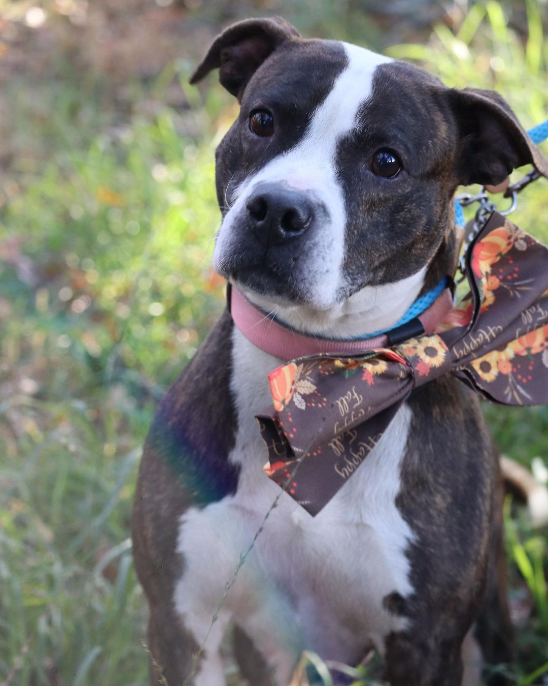 Happy Thanksgiving from Lila and the rest of the Pet Helpers furry family 💙🦃

We will be closed today for the holiday, but will be right back to finding pups and kits the homes they deserve tomorrow from 12-6 🐾

Stay tuned for our Black Friday Weekend Silent Auction and more ways you can help us give our pets the happiest holidays possible 🎄

.
.
.
.
.
<a target='_blank' href='https://www.instagram.com/explore/tags/pitbull/'>#pitbull</a> <a target='_blank' href='https://www.instagram.com/explore/tags/thanksgiving/'>#thanksgiving</a> <a target='_blank' href='https://www.instagram.com/explore/tags/charleston/'>#charleston</a> <a target='_blank' href='https://www.instagram.com/explore/tags/animalshelter/'>#animalshelter</a> <a target='_blank' href='https://www.instagram.com/explore/tags/rescue/'>#rescue</a> <a target='_blank' href='https://www.instagram.com/explore/tags/animalrescue/'>#animalrescue</a> <a target='_blank' href='https://www.instagram.com/explore/tags/americanpitbullterrier/'>#americanpitbullterrier</a> <a target='_blank' href='https://www.instagram.com/explore/tags/dontbullymybreed/'>#dontbullymybreed</a> <a target='_blank' href='https://www.instagram.com/explore/tags/pitbullsofinstagram/'>#pitbullsofinstagram</a> <a target='_blank' href='https://www.instagram.com/explore/tags/bullybreed/'>#bullybreed</a> <a target='_blank' href='https://www.instagram.com/explore/tags/bully/'>#bully</a> <a target='_blank' href='https://www.instagram.com/explore/tags/rescuedog/'>#rescuedog</a> <a target='_blank' href='https://www.instagram.com/explore/tags/shelterdog/'>#shelterdog</a> <a target='_blank' href='https://www.instagram.com/explore/tags/rescuedogsofinstagram/'>#rescuedogsofinstagram</a> <a target='_blank' href='https://www.instagram.com/explore/tags/rescuedismyfavoritebreed/'>#rescuedismyfavoritebreed</a> <a target='_blank' href='https://www.instagram.com/explore/tags/charleston/'>#charleston</a> <a target='_blank' href='https://www.instagram.com/explore/tags/lowcountry/'>#lowcountry</a> <a target='_blank' href='https://www.instagram.com/explore/tags/lowcountryliving/'>#lowcountryliving</a> <a target='_blank' href='https://www.instagram.com/explore/tags/dogsofinstagram/'>#dogsofinstagram</a> <a target='_blank' href='https://www.instagram.com/explore/tags/dogsofinsta/'>#dogsofinsta</a> <a target='_blank' href='https://www.instagram.com/explore/tags/sc/'>#sc</a> <a target='_blank' href='https://www.instagram.com/explore/tags/dogsofsc/'>#dogsofsc</a> <a target='_blank' href='https://www.instagram.com/explore/tags/dogsofsouthcarolina/'>#dogsofsouthcarolina</a>