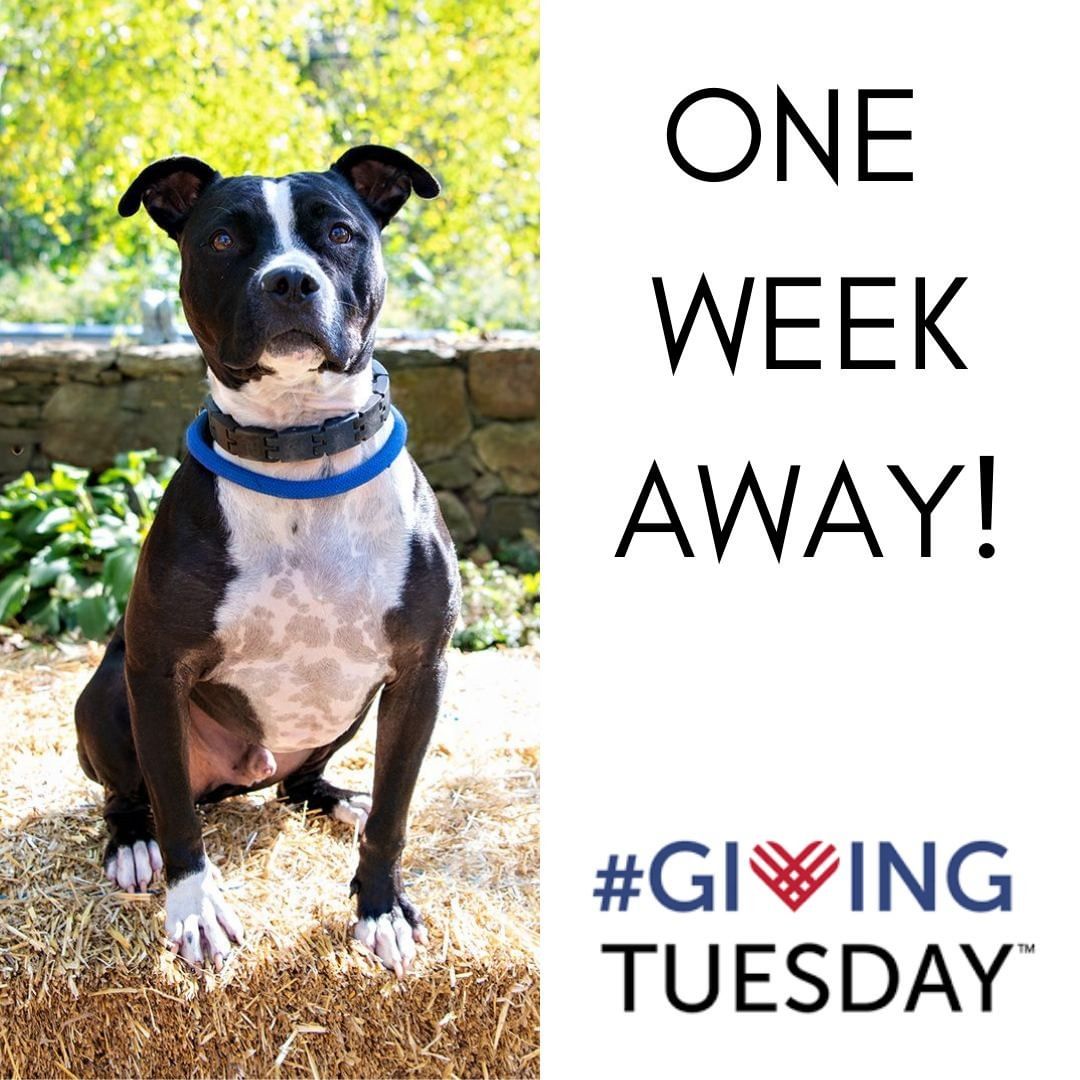 Did you know <a target='_blank' href='https://www.instagram.com/explore/tags/GivingTuesday/'>#GivingTuesday</a> is just ONE WEEK away!?

This year, we're raising money to support the ever-growing medical needs for our 11 long-time resident dogs (like Radcliff pictured here)! They deserve the best possible care while they wait for their forever homes.

<a target='_blank' href='https://www.instagram.com/explore/tags/givingtuesday/'>#givingtuesday</a> <a target='_blank' href='https://www.instagram.com/explore/tags/give/'>#give</a> <a target='_blank' href='https://www.instagram.com/explore/tags/donate/'>#donate</a> <a target='_blank' href='https://www.instagram.com/explore/tags/supportlocal/'>#supportlocal</a> <a target='_blank' href='https://www.instagram.com/explore/tags/adoptadoginc/'>#adoptadoginc</a> <a target='_blank' href='https://www.instagram.com/explore/tags/rescue/'>#rescue</a> <a target='_blank' href='https://www.instagram.com/explore/tags/westchestercounty/'>#westchestercounty</a> <a target='_blank' href='https://www.instagram.com/explore/tags/fairfieldcounty/'>#fairfieldcounty</a> <a target='_blank' href='https://www.instagram.com/explore/tags/dogsofinstagram/'>#dogsofinstagram</a> <a target='_blank' href='https://www.instagram.com/explore/tags/helpushelpthem/'>#helpushelpthem</a> <a target='_blank' href='https://www.instagram.com/explore/tags/secondchances/'>#secondchances</a> <a target='_blank' href='https://www.instagram.com/explore/tags/thrive/'>#thrive</a>