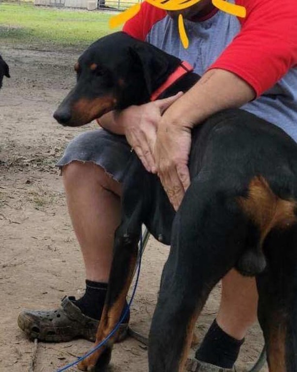 Goliath may be described as a scary giant in the stories, but in this case, Goliath is just a sweet Doberman looking for his forever home!

Goliath is a 2 year old purebred Doberman pincher. He’s got the docked tail, but still has his endearing perked, floppy ears! Goliath the sweet boy is great with kids and other dogs, always ready to play. He’d probably do best in a home with no cats though; those hissing fluff balls are too much fun to chase. 

He has spent his life so far living only outside, so he’s still getting the hang of living inside, though we imagine he’s liking soft dog beds and sofas over the ground outside. Due to his living outside, he is working on crate and house training. He does have a light case of heartworm and is currently on proheart. He is scheduled to be neutered soon and will be ready for his forever home! 

If you are interested in meeting and/or adopting, the first step is to please visit our website to complete an application and read all of our FAQs: https://www.takepawsrescue.org/adopt 

<a target='_blank' href='https://www.instagram.com/explore/tags/adoptdontshop/'>#adoptdontshop</a> <a target='_blank' href='https://www.instagram.com/explore/tags/spayandneuter/'>#spayandneuter</a> <a target='_blank' href='https://www.instagram.com/explore/tags/rescuedogsofinstagram/'>#rescuedogsofinstagram</a> <a target='_blank' href='https://www.instagram.com/explore/tags/rescuedismyfavoritebreed/'>#rescuedismyfavoritebreed</a> <a target='_blank' href='https://www.instagram.com/explore/tags/adoptme/'>#adoptme</a> <a target='_blank' href='https://www.instagram.com/explore/tags/noladogs/'>#noladogs</a> <a target='_blank' href='https://www.instagram.com/explore/tags/nola/'>#nola</a> <a target='_blank' href='https://www.instagram.com/explore/tags/neworleans/'>#neworleans</a> <a target='_blank' href='https://www.instagram.com/explore/tags/louisiana/'>#louisiana</a>  <a target='_blank' href='https://www.instagram.com/explore/tags/dobie/'>#dobie</a> <a target='_blank' href='https://www.instagram.com/explore/tags/doberman/'>#doberman</a> <a target='_blank' href='https://www.instagram.com/explore/tags/dobiesofinstagram/'>#dobiesofinstagram</a>