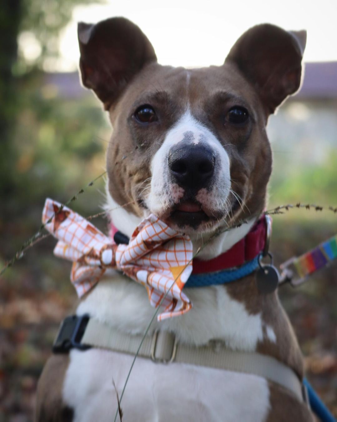 Girlie’s been with Pet Helpers for 208 days, but this week, we’d love to give her something to be thankful for 🦃🥰

This sweet 3 year old pup, along with all shelter pets aged 1 year and older, will be available for a fraction of the regular adoption fee this Saturday from 12-6 for our “Home for the Holidays” Adoption Event and Pet Supply Sale. 

We will be pulling out adoption specials as high as 40% off from Santa Paws’ hat, selling brand new collars, leashes, and harnesses, as well as hosting a silent auction to help provide for the costs of sheltering longterm pets like Girlie 🎅

Meet more adoptables at pethelpers.org and be sure to mark your calendars for our Home for the Holidays Adoption Event and Sale this coming Saturday from 12-6 🐾

.
.
.
.
.
.
<a target='_blank' href='https://www.instagram.com/explore/tags/petphotography/'>#petphotography</a> <a target='_blank' href='https://www.instagram.com/explore/tags/dogportrait/'>#dogportrait</a> <a target='_blank' href='https://www.instagram.com/explore/tags/dogportraits/'>#dogportraits</a> <a target='_blank' href='https://www.instagram.com/explore/tags/petportrait/'>#petportrait</a> <a target='_blank' href='https://www.instagram.com/explore/tags/petsofinstagram/'>#petsofinstagram</a> <a target='_blank' href='https://www.instagram.com/explore/tags/dogsofinstagram/'>#dogsofinstagram</a> <a target='_blank' href='https://www.instagram.com/explore/tags/charleston/'>#charleston</a> <a target='_blank' href='https://www.instagram.com/explore/tags/lowcountry/'>#lowcountry</a> <a target='_blank' href='https://www.instagram.com/explore/tags/lowcountryliving/'>#lowcountryliving</a> <a target='_blank' href='https://www.instagram.com/explore/tags/fall/'>#fall</a> <a target='_blank' href='https://www.instagram.com/explore/tags/thanksgiving/'>#thanksgiving</a> <a target='_blank' href='https://www.instagram.com/explore/tags/thanksgiving2021/'>#thanksgiving2021</a> <a target='_blank' href='https://www.instagram.com/explore/tags/smallbusinesssaturday/'>#smallbusinesssaturday</a> <a target='_blank' href='https://www.instagram.com/explore/tags/blackfriday/'>#blackfriday</a> <a target='_blank' href='https://www.instagram.com/explore/tags/shelter/'>#shelter</a> <a target='_blank' href='https://www.instagram.com/explore/tags/shelterdog/'>#shelterdog</a> <a target='_blank' href='https://www.instagram.com/explore/tags/thankful/'>#thankful</a> <a target='_blank' href='https://www.instagram.com/explore/tags/rescue/'>#rescue</a> <a target='_blank' href='https://www.instagram.com/explore/tags/rescuedog/'>#rescuedog</a> <a target='_blank' href='https://www.instagram.com/explore/tags/shelterdogsofinstagram/'>#shelterdogsofinstagram</a> <a target='_blank' href='https://www.instagram.com/explore/tags/rescuedismyfavoritebreed/'>#rescuedismyfavoritebreed</a> <a target='_blank' href='https://www.instagram.com/explore/tags/rescuedogsofinstagram/'>#rescuedogsofinstagram</a> <a target='_blank' href='https://www.instagram.com/explore/tags/adopt/'>#adopt</a> <a target='_blank' href='https://www.instagram.com/explore/tags/adoptme/'>#adoptme</a> <a target='_blank' href='https://www.instagram.com/explore/tags/adoptdontshop/'>#adoptdontshop</a> <a target='_blank' href='https://www.instagram.com/explore/tags/muttsofinstagram/'>#muttsofinstagram</a> <a target='_blank' href='https://www.instagram.com/explore/tags/mutt/'>#mutt</a> <a target='_blank' href='https://www.instagram.com/explore/tags/girlie/'>#girlie</a> <a target='_blank' href='https://www.instagram.com/explore/tags/southcarolina/'>#southcarolina</a> <a target='_blank' href='https://www.instagram.com/explore/tags/sc/'>#sc</a>
