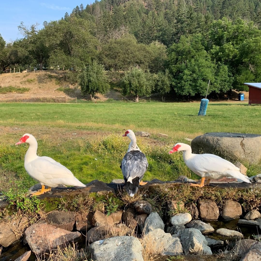 These handsome Muscovy drakes, with their fun, adventurous personalities will make a wonderful addition to your current flock or perfect companions for someone looking to adopt ducks for the first time. Fill out an adoption application for Blanc, Muscat and Gris today on our website (link in bio).

<a target='_blank' href='https://www.instagram.com/explore/tags/Sanctuary/'>#Sanctuary</a> <a target='_blank' href='https://www.instagram.com/explore/tags/CareFarm/'>#CareFarm</a> <a target='_blank' href='https://www.instagram.com/explore/tags/SanctuaryOne/'>#SanctuaryOne</a> <a target='_blank' href='https://www.instagram.com/explore/tags/Ducks/'>#Ducks</a> <a target='_blank' href='https://www.instagram.com/explore/tags/Adopt/'>#Adopt</a> <a target='_blank' href='https://www.instagram.com/explore/tags/Adoptable/'>#Adoptable</a> <a target='_blank' href='https://www.instagram.com/explore/tags/Birds/'>#Birds</a> <a target='_blank' href='https://www.instagram.com/explore/tags/Rescue/'>#Rescue</a>