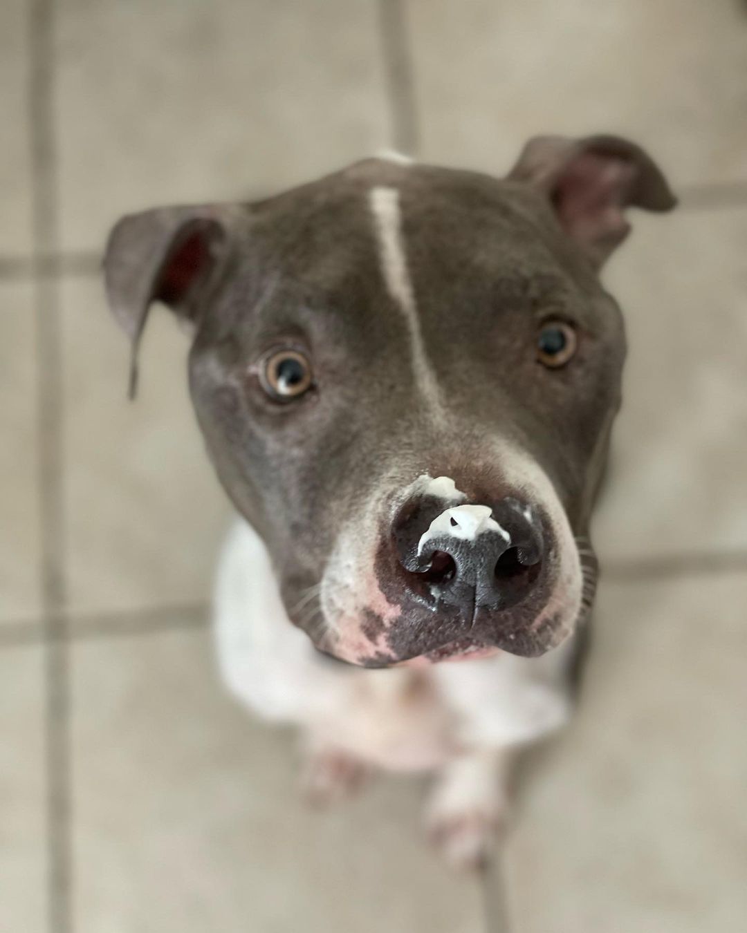 Pupdates: 1. Rebecca from EV is now with her foster. She entered the shelter w a cut on her foot. X-rays showed only a broken toe.  She was spayed and her foot treated. She is doing great. 2 &3. Peep and Fremont are now in SC. They are doing great. Both will get the training they need. Fremont has a potential adopter waiting for him. 4. Simba has done great since being pulled. His first foster worked w him a lot on basic training and leash skills.  He is off to his forever home today. His new human is a lab lover, very familiar with the breed, and very dog savvy. We are very thankful To everyone who has helped Simba since he was pulled from East Valley. 5 &6. Twain and Aria Both came from Orange County death row. They are currently in training and doing well.  6. Dozier is our oldest senior. At 11 you would never guess his age. He is spunky, very sweet and now that his skin issues are under control he is ready for his forever home.@adopt_dozier He Has the usual arthritis that most seniors do, but it does not stop him a bit he is very active. He would be a great companion dog for anybody looking for an affectionate senior