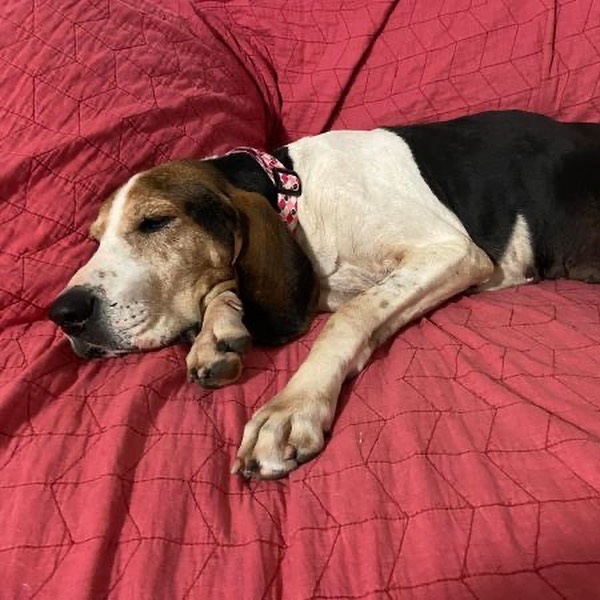 Meet Harriet, quite possibly the nicest dog you’ll ever meet. She’s a 7-year-old Hound mix who weighs 62 pounds. This sweet lady has been through a lot while living life as a stray in Alabama, including a soccer-ball-sized hernia from which she is now fully healed. She’s ready to live the good life and is looking for just the right home in which to do it.

Harriet sleeps A LOT, like 90% of the time a lot. The rest of the time she’s following her people around, snuggling, or looking for ways to score herself a treat. A food-motivated girl, Harriet will bark to let you know when the treats have run out or when she wants something. She can get quite loud at times, so would be better placed in a single family home than in one with shared walls. But that is truly her only vice. When she gets a little loud, her foster mom just reminds her that she’s a southern lady, and she’s embarrassing herself and that tends to do the trick!

A very well behaved lady, Harriet is completely housebroken and will settle fairly quickly into her crate, where she goes when her foster mom is away from the house and also at night. That said, Harriet loves herself a good couch and has no qualms about sneaking her way onto the furniture if she gets the chance. She also has no concept of personal space, like zero. Sit down on the couch and you’ll quickly find her body overlapping yours. Walk into the kitchen for a snack, she’s right on your heels. She just wants to remind you she loves you and wants to be near you.

If you’re looking for a super sweet girl who likes snuggling and snoozing, Harriet may be the perfect housemate for you. Can you be Harriet’s rescue hero?