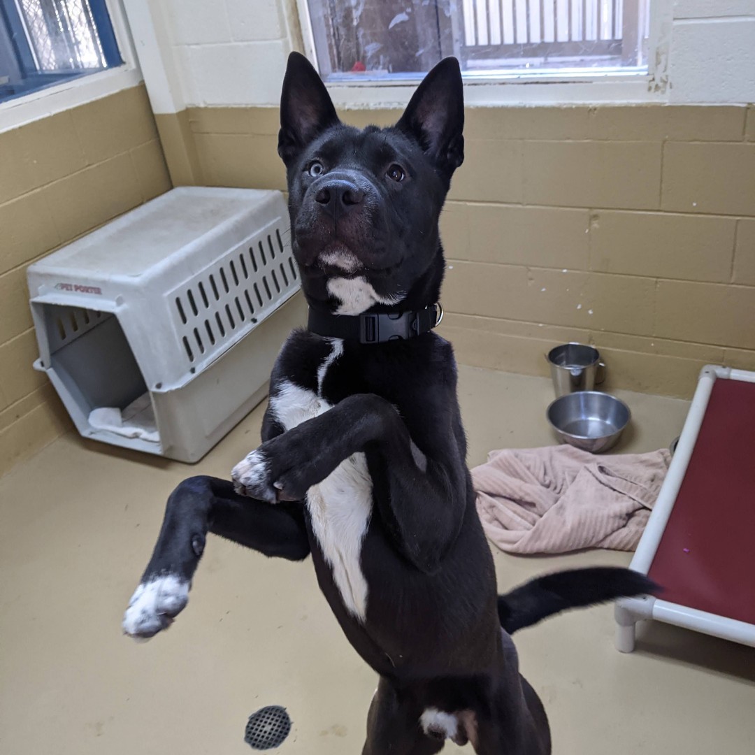 Meet Quentin, a half-blue-eyed beauty! This handsome boy is ready to tag along on all of your adventures 🐕‍

You can come by and say hi today from 10 am to 5 pm!