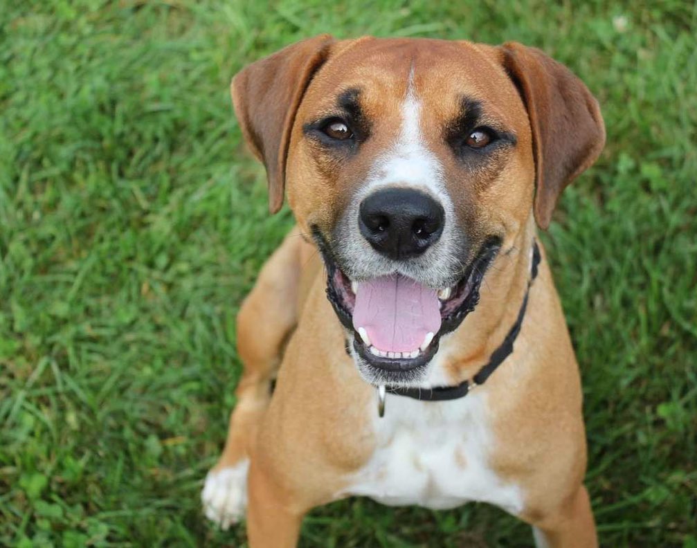 Happy Monday! My name is Niffler. I look like a lab/hound mix and am about 2 years old and 45 lbs. I’ve been lucky enough to participate in the Happy Hounds Prison Dog Program where I learned SO MUCH! My handler taught me sit, down, wait, stay, and paw. I'm very treat motivated so training is fun. I LOVE to spend time outside in a yard and will even entertain myself with a rope toy, ball, or stuffy. I also enjoy a good bone to chew on.

Life before OPH and HHPDP was scary. I've been learning to open up and trust people. I have been fostered in a home with other dogs, and I enjoy other dogs in the prison program as long as they play respectfully.

If you’re interested in adopting or learning more about me, visit the link in our bio!

<a target='_blank' href='https://www.instagram.com/explore/tags/adoptabledog/'>#adoptabledog</a> <a target='_blank' href='https://www.instagram.com/explore/tags/adoptdontshop/'>#adoptdontshop</a> <a target='_blank' href='https://www.instagram.com/explore/tags/opttoadopt/'>#opttoadopt</a> <a target='_blank' href='https://www.instagram.com/explore/tags/ophrescue/'>#ophrescue</a> <a target='_blank' href='https://www.instagram.com/explore/tags/savedogs/'>#savedogs</a> <a target='_blank' href='https://www.instagram.com/explore/tags/dogrescue/'>#dogrescue</a> <a target='_blank' href='https://www.instagram.com/explore/tags/rescuedogs/'>#rescuedogs</a> <a target='_blank' href='https://www.instagram.com/explore/tags/mustlovedogs/'>#mustlovedogs</a> <a target='_blank' href='https://www.instagram.com/explore/tags/rescuedismyfavoritebreed/'>#rescuedismyfavoritebreed</a> <a target='_blank' href='https://www.instagram.com/explore/tags/rescuedogsofinstagram/'>#rescuedogsofinstagram</a>