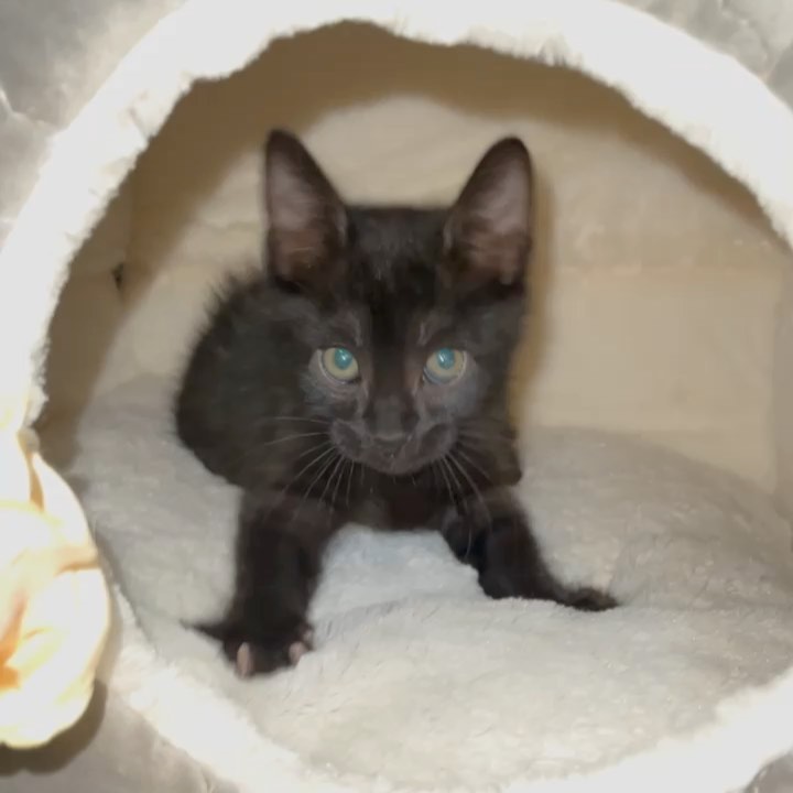 Sweet little Hades!! 
Hades and his siblings were rescued when a kind person found them in a box under his truck. Another kind person got involved and was able to reach our rescue and secured a foster- where they have been growing and loving on their foster humans. 
Hades is the smallest of the litter but also the spunkiest!!! This little guy is ALL play energy! He loves to run around chasing his siblings, wrestling and acting bigger than he is. 
As soon as playtime is over and he’s all tuckered out- Hades is all about the cuddles! He loves people; purring immediately when he's petted and loves being cuddled with. He’s a ball of energy and a HUGE lover!! 
Hades is hoping to be adopted with one of his siblings (please see Persephone, Calypso and Hestia) and/or MUST be adopted into a home with a kitten friendly pet. 
Hades is up to date on shots, negative for FIV/FELV, microchipped and will be neutered at the appropriate age. 
His DOB is 9/8.
DM for an adoption questionnaire! 
.
.
.
.
.
.
.
.
.
<a target='_blank' href='https://www.instagram.com/explore/tags/blackkitties/'>#blackkitties</a><a target='_blank' href='https://www.instagram.com/explore/tags/blackkittens/'>#blackkittens</a><a target='_blank' href='https://www.instagram.com/explore/tags/meowmonday/'>#meowmonday</a><a target='_blank' href='https://www.instagram.com/explore/tags/meowdel/'>#meowdel</a><a target='_blank' href='https://www.instagram.com/explore/tags/mondayvibes/'>#mondayvibes</a><a target='_blank' href='https://www.instagram.com/explore/tags/minipanther/'>#minipanther</a><a target='_blank' href='https://www.instagram.com/explore/tags/blackcatsofig/'>#blackcatsofig</a><a target='_blank' href='https://www.instagram.com/explore/tags/blackcatsofinstagram/'>#blackcatsofinstagram</a><a target='_blank' href='https://www.instagram.com/explore/tags/kittybutt/'>#kittybutt</a><a target='_blank' href='https://www.instagram.com/explore/tags/catlife/'>#catlife</a><a target='_blank' href='https://www.instagram.com/explore/tags/ittakesavillage/'>#ittakesavillage</a><a target='_blank' href='https://www.instagram.com/explore/tags/fostering/'>#fostering</a><a target='_blank' href='https://www.instagram.com/explore/tags/catstagram/'>#catstagram</a><a target='_blank' href='https://www.instagram.com/explore/tags/blackkittensofinstagram/'>#blackkittensofinstagram</a><a target='_blank' href='https://www.instagram.com/explore/tags/adoptdontshop/'>#adoptdontshop</a>