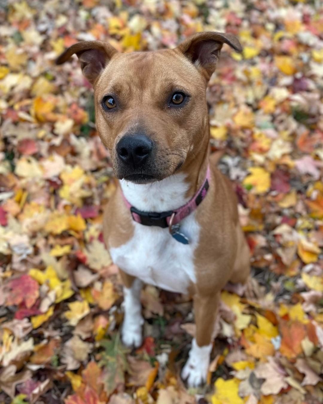 Pippin is an almost 2 yr old terrier mix who is a total lovebug! When she takes a break from frolicking, she loves to cuddle up! She does well with dogs and kids and will make your home complete with her sweet and caring nature. Who will give this girl a place in their home and heart?

https://www.petfinder.com/dog/pippin-53054823/mo/kansas-city/lucky-13-rescue-inc-mo689/

Interested in adopting?
https://www.shelterluv.com/matchme/adopt/LUCK/Dog