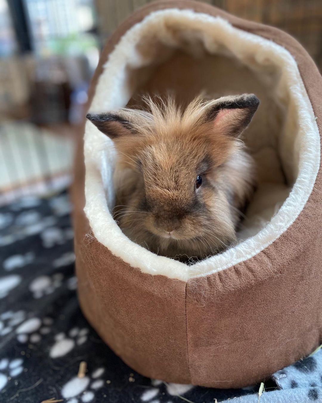 Kiki and Rin, just popping in, to see if any of the <a target='_blank' href='https://www.instagram.com/explore/tags/BlackFriday/'>#BlackFriday</a> sales are worth the effort of putting on pants and venturing out. This bonded pair of Lionhead gals are looking for a chilled out home to call their own and are available for adoption at aliverescue.org <a target='_blank' href='https://www.instagram.com/explore/tags/aliverescue/'>#aliverescue</a> <a target='_blank' href='https://www.instagram.com/explore/tags/rabbitsofinstagram/'>#rabbitsofinstagram</a> <a target='_blank' href='https://www.instagram.com/explore/tags/rescuerabbit/'>#rescuerabbit</a> <a target='_blank' href='https://www.instagram.com/explore/tags/bunniesofinstagram/'>#bunniesofinstagram</a> <a target='_blank' href='https://www.instagram.com/explore/tags/lionhead/'>#lionhead</a>