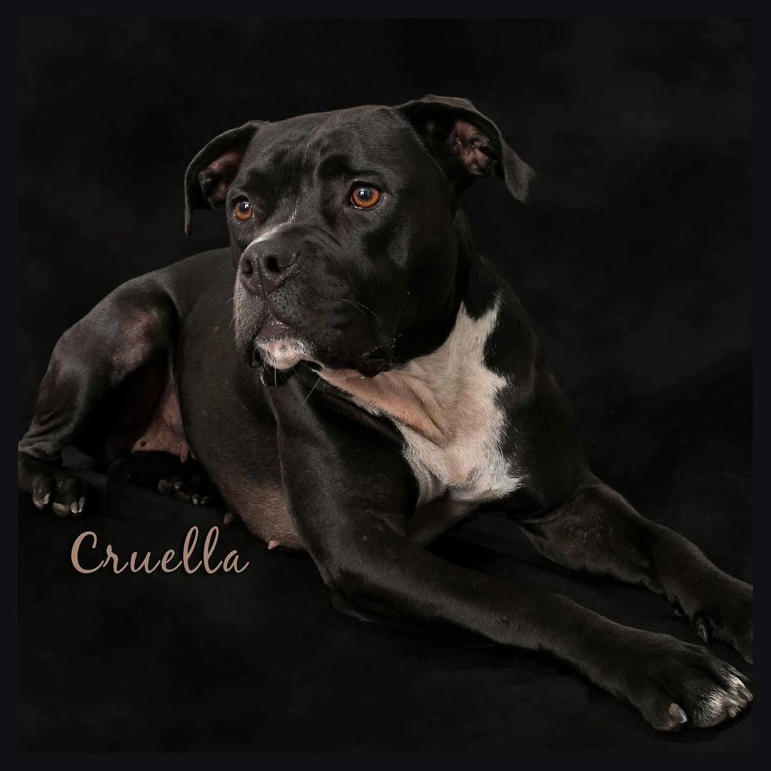 Check out our beautiful girls featured as adoptable pets of the week in @connectsavannah! These loving ladies will make playful and cuddly additions to your home 🖤 learn more about Gladys and Cruella at renegadepawsrescue.org!

📷: @becky613 Photos By Becky

<a target='_blank' href='https://www.instagram.com/explore/tags/renegadepawsrescue/'>#renegadepawsrescue</a> <a target='_blank' href='https://www.instagram.com/explore/tags/adoptblackdogs/'>#adoptblackdogs</a> <a target='_blank' href='https://www.instagram.com/explore/tags/adoptdontshop/'>#adoptdontshop</a> <a target='_blank' href='https://www.instagram.com/explore/tags/blackdog/'>#blackdog</a> <a target='_blank' href='https://www.instagram.com/explore/tags/georgiablackdog/'>#georgiablackdog</a> <a target='_blank' href='https://www.instagram.com/explore/tags/dogsofsavannah/'>#dogsofsavannah</a> <a target='_blank' href='https://www.instagram.com/explore/tags/connectsavannah/'>#connectsavannah</a> <a target='_blank' href='https://www.instagram.com/explore/tags/dogsinthenews/'>#dogsinthenews</a> <a target='_blank' href='https://www.instagram.com/explore/tags/petsoftheweek/'>#petsoftheweek</a> <a target='_blank' href='https://www.instagram.com/explore/tags/spayandneuter/'>#spayandneuter</a> <a target='_blank' href='https://www.instagram.com/explore/tags/fosteringsaveslives/'>#fosteringsaveslives</a> <a target='_blank' href='https://www.instagram.com/explore/tags/adoptabledogsofinstagram/'>#adoptabledogsofinstagram</a> <a target='_blank' href='https://www.instagram.com/explore/tags/savannahgeorgia/'>#savannahgeorgia</a> <a target='_blank' href='https://www.instagram.com/explore/tags/savannahga/'>#savannahga</a> <a target='_blank' href='https://www.instagram.com/explore/tags/berenegade/'>#berenegade</a> <a target='_blank' href='https://www.instagram.com/explore/tags/homefortheholidays/'>#homefortheholidays</a>