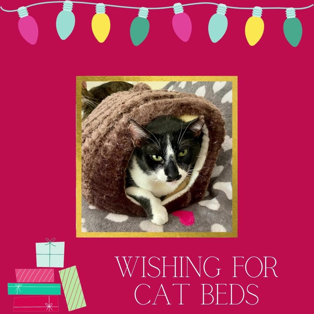 The cats at Milo's Sanctuary are wishing for cat beds this holiday season! If you'd like to send a gift to the cats, please consider a cat bed from our wish list at Amazon or Chewy. You can also ship directly form your favorite retailer directly to Milo's (address on our website).

PetSmart is having a huge sale! Here’s the direct link.

https://www.petsmart.com/cat/beds-and-furniture/cuddler-beds/

Thanks you for thinking of us this holiday season!

<a target='_blank' href='https://www.instagram.com/explore/tags/blackfriday/'>#blackfriday</a> <a target='_blank' href='https://www.instagram.com/explore/tags/giftsforcats/'>#giftsforcats</a> <a target='_blank' href='https://www.instagram.com/explore/tags/milossanctuary/'>#milossanctuary</a> <a target='_blank' href='https://www.instagram.com/explore/tags/truehearthaven/'>#truehearthaven</a> <a target='_blank' href='https://www.instagram.com/explore/tags/thanksforyoursupportandlove/'>#thanksforyoursupportandlove</a>