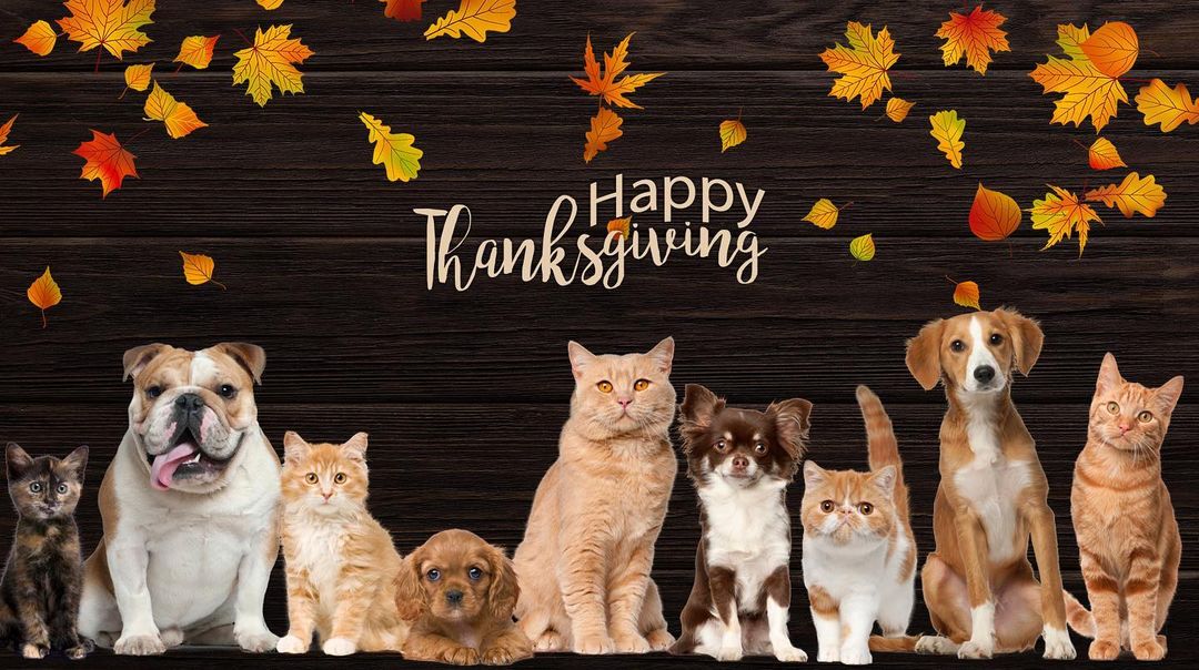 Today we are thankful for all the amazing people who love and support our efforts, and work alongside us to save the lives of our community’s homeless pets. 
From our furry family to yours, happy Thanksgiving Everyone! 🐾❤️

*Please remember that our office is closed today.*