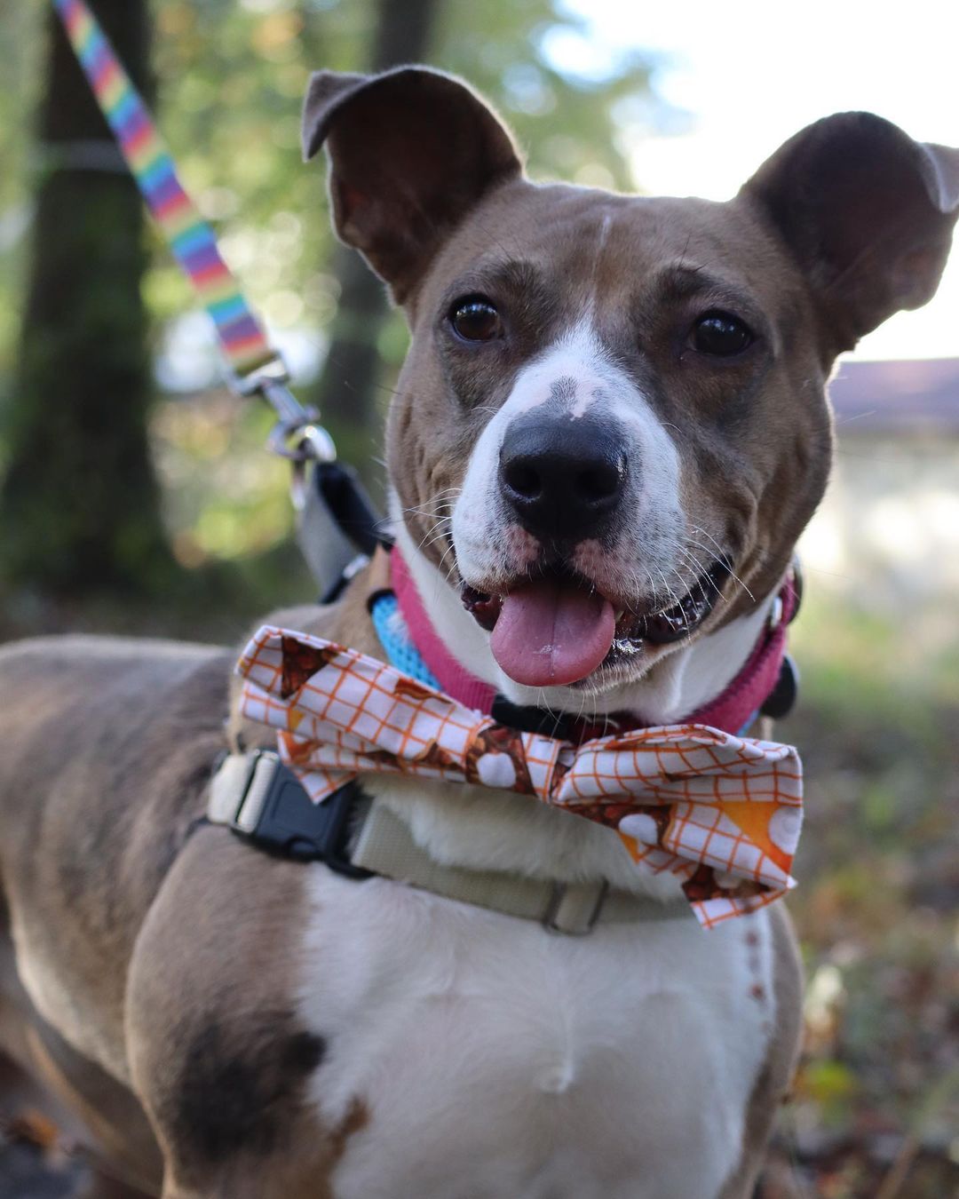 Girlie’s been with Pet Helpers for 208 days, but this week, we’d love to give her something to be thankful for 🦃🥰

This sweet 3 year old pup, along with all shelter pets aged 1 year and older, will be available for a fraction of the regular adoption fee this Saturday from 12-6 for our “Home for the Holidays” Adoption Event and Pet Supply Sale. 

We will be pulling out adoption specials as high as 40% off from Santa Paws’ hat, selling brand new collars, leashes, and harnesses, as well as hosting a silent auction to help provide for the costs of sheltering longterm pets like Girlie 🎅

Meet more adoptables at pethelpers.org and be sure to mark your calendars for our Home for the Holidays Adoption Event and Sale this coming Saturday from 12-6 🐾

.
.
.
.
.
.
<a target='_blank' href='https://www.instagram.com/explore/tags/petphotography/'>#petphotography</a> <a target='_blank' href='https://www.instagram.com/explore/tags/dogportrait/'>#dogportrait</a> <a target='_blank' href='https://www.instagram.com/explore/tags/dogportraits/'>#dogportraits</a> <a target='_blank' href='https://www.instagram.com/explore/tags/petportrait/'>#petportrait</a> <a target='_blank' href='https://www.instagram.com/explore/tags/petsofinstagram/'>#petsofinstagram</a> <a target='_blank' href='https://www.instagram.com/explore/tags/dogsofinstagram/'>#dogsofinstagram</a> <a target='_blank' href='https://www.instagram.com/explore/tags/charleston/'>#charleston</a> <a target='_blank' href='https://www.instagram.com/explore/tags/lowcountry/'>#lowcountry</a> <a target='_blank' href='https://www.instagram.com/explore/tags/lowcountryliving/'>#lowcountryliving</a> <a target='_blank' href='https://www.instagram.com/explore/tags/fall/'>#fall</a> <a target='_blank' href='https://www.instagram.com/explore/tags/thanksgiving/'>#thanksgiving</a> <a target='_blank' href='https://www.instagram.com/explore/tags/thanksgiving2021/'>#thanksgiving2021</a> <a target='_blank' href='https://www.instagram.com/explore/tags/smallbusinesssaturday/'>#smallbusinesssaturday</a> <a target='_blank' href='https://www.instagram.com/explore/tags/blackfriday/'>#blackfriday</a> <a target='_blank' href='https://www.instagram.com/explore/tags/shelter/'>#shelter</a> <a target='_blank' href='https://www.instagram.com/explore/tags/shelterdog/'>#shelterdog</a> <a target='_blank' href='https://www.instagram.com/explore/tags/thankful/'>#thankful</a> <a target='_blank' href='https://www.instagram.com/explore/tags/rescue/'>#rescue</a> <a target='_blank' href='https://www.instagram.com/explore/tags/rescuedog/'>#rescuedog</a> <a target='_blank' href='https://www.instagram.com/explore/tags/shelterdogsofinstagram/'>#shelterdogsofinstagram</a> <a target='_blank' href='https://www.instagram.com/explore/tags/rescuedismyfavoritebreed/'>#rescuedismyfavoritebreed</a> <a target='_blank' href='https://www.instagram.com/explore/tags/rescuedogsofinstagram/'>#rescuedogsofinstagram</a> <a target='_blank' href='https://www.instagram.com/explore/tags/adopt/'>#adopt</a> <a target='_blank' href='https://www.instagram.com/explore/tags/adoptme/'>#adoptme</a> <a target='_blank' href='https://www.instagram.com/explore/tags/adoptdontshop/'>#adoptdontshop</a> <a target='_blank' href='https://www.instagram.com/explore/tags/muttsofinstagram/'>#muttsofinstagram</a> <a target='_blank' href='https://www.instagram.com/explore/tags/mutt/'>#mutt</a> <a target='_blank' href='https://www.instagram.com/explore/tags/girlie/'>#girlie</a> <a target='_blank' href='https://www.instagram.com/explore/tags/southcarolina/'>#southcarolina</a> <a target='_blank' href='https://www.instagram.com/explore/tags/sc/'>#sc</a>