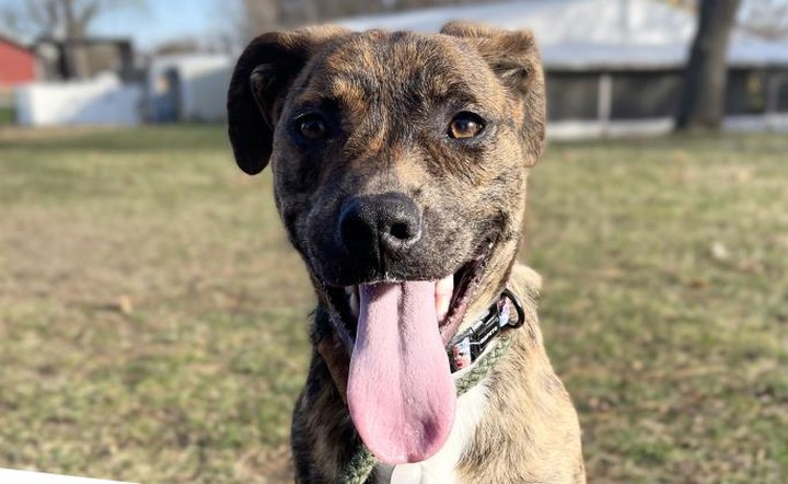 We have some cat-tastic and bow-WOW Waifs waiting to be adopted! Just in time for the holidays! Our Pet Adoption Center is open until 7:00pm today, and 10-5 Saturday and Sunday. 1/2 price adoptions for dogs and cats 5 months - 6 years of age.