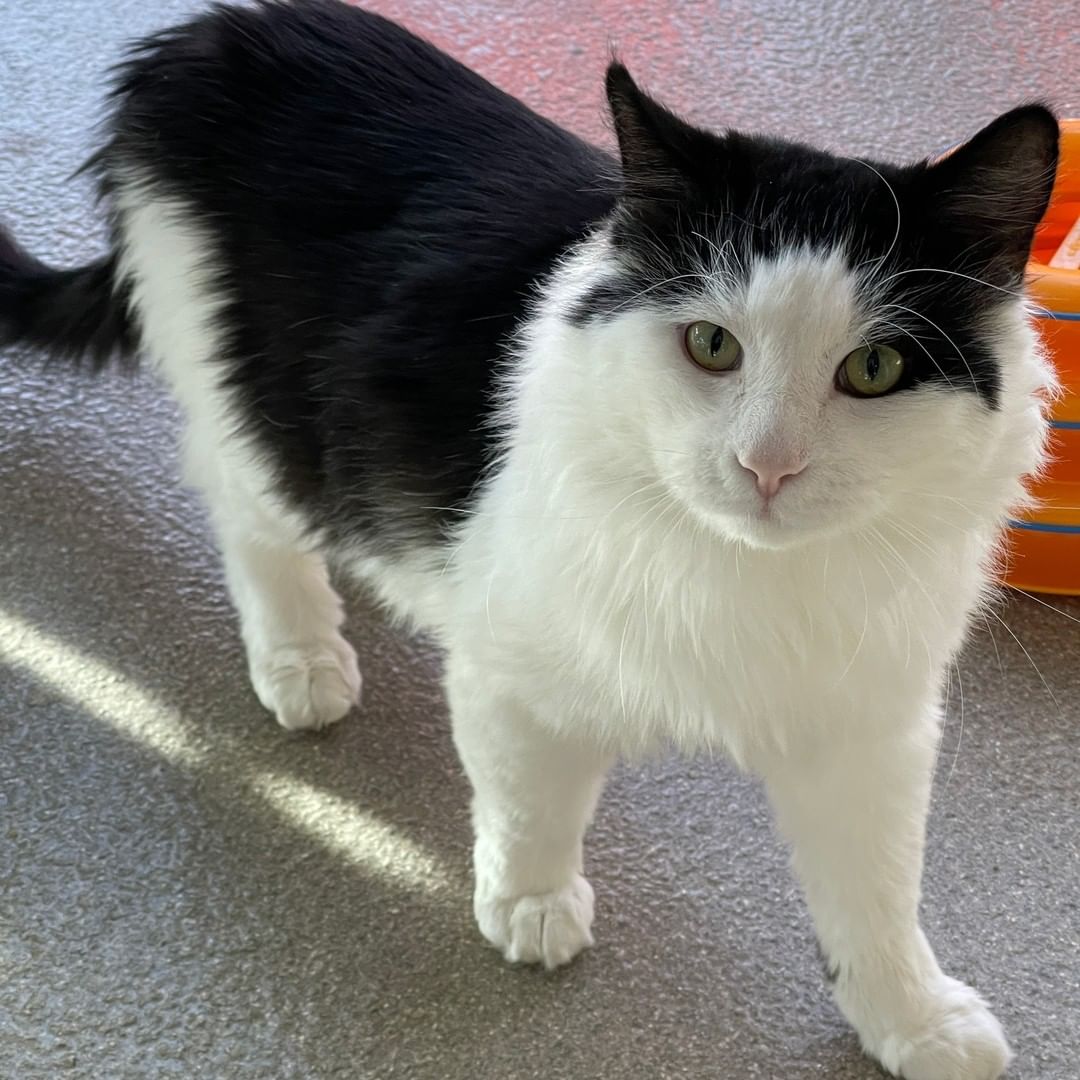 O'Henry! ❤

Henry is 7-year-old fluffy boy who can't wait to meet new people. This friendly guy is a sweet as he is handsome and at almost 12 lean lbs. he is irresistible. 

If you can't resist Henry call 208.788.4351 and meet this big boy. 🐾